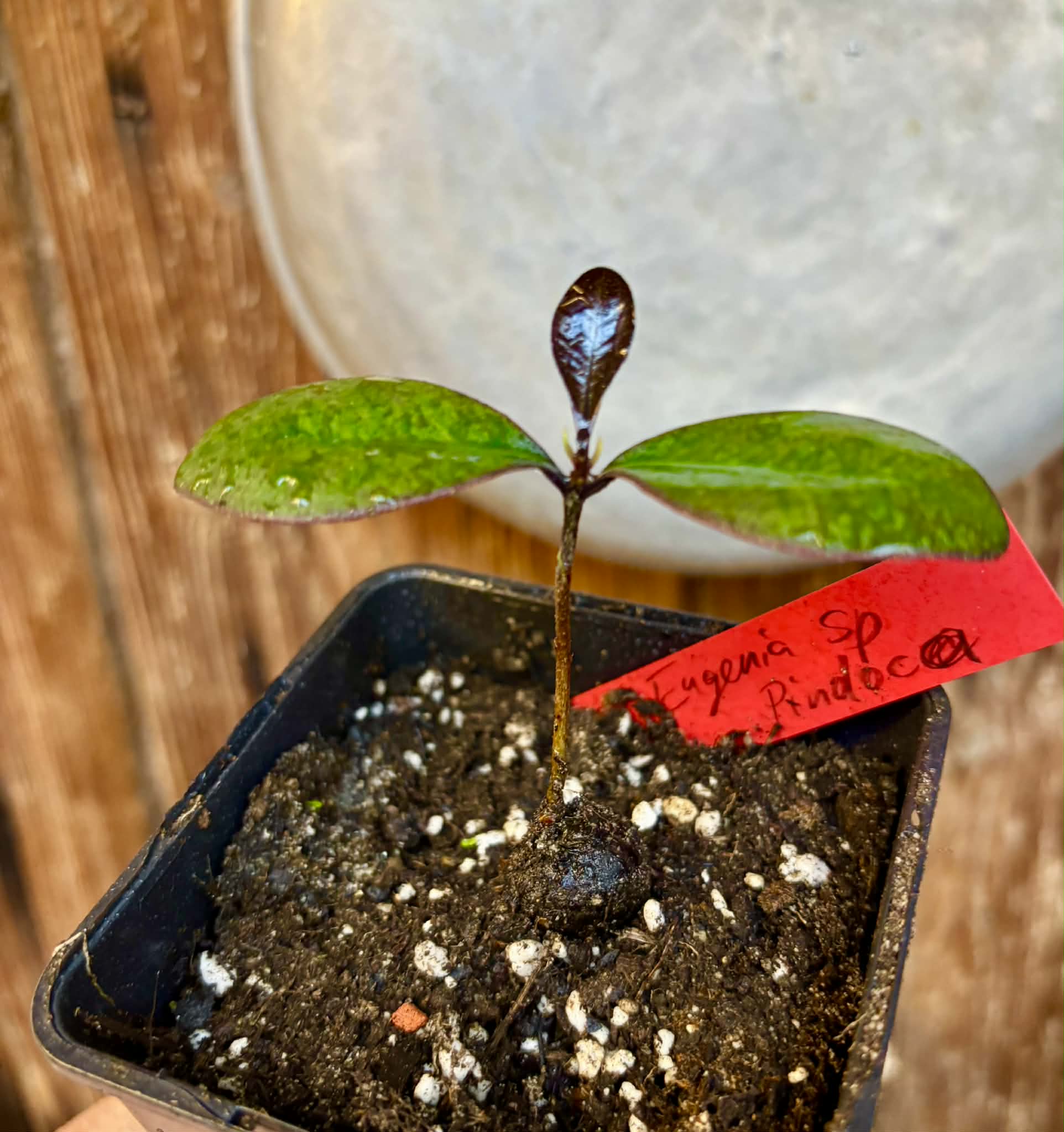 Eugenia sp Pindoca - 1 potted seedling / 1 getopfter Sämling