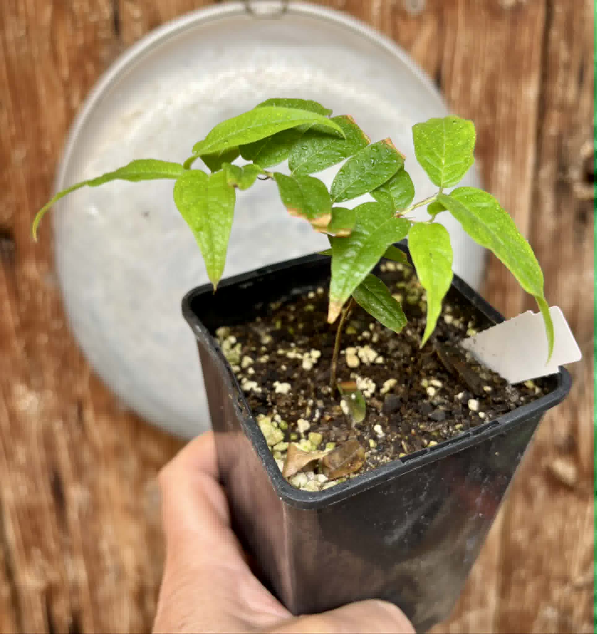 Plinia spiritosantensis var. Mucuri Velvet - 1 potted plant/ 1 getopfte Pflanze