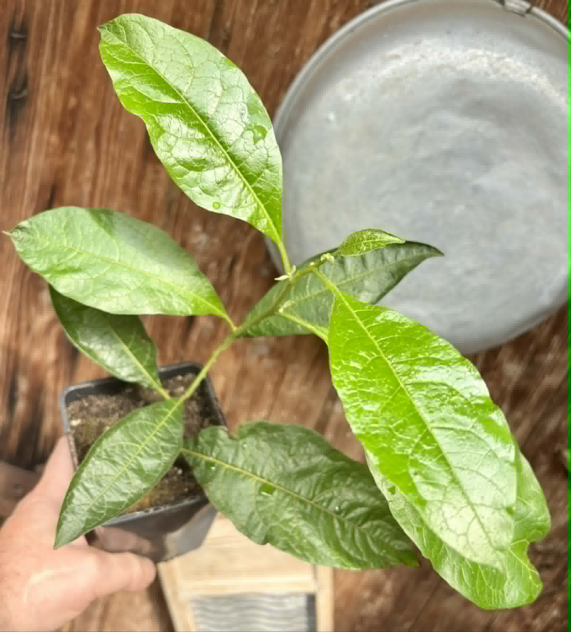 rooted cutting from adult plant - Juá do Jequitinhonha (Solanum schizandrum) - 1 potted plant / 1 getopfte Pflanze