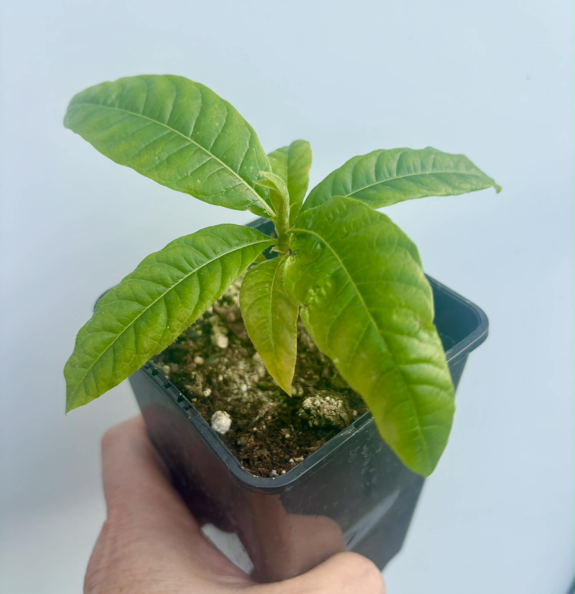 Cordiera sp Jenipapo - 1 potted seedling / 1 getopfter Sämling