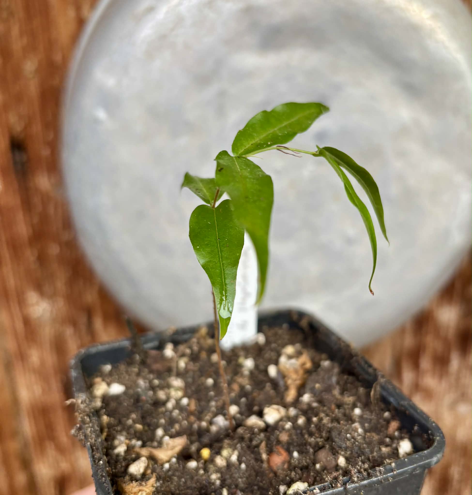 Plinia sp. Cachoeiro de Itapemirim - 1 potted seedling / 1 getopfter Sämling 