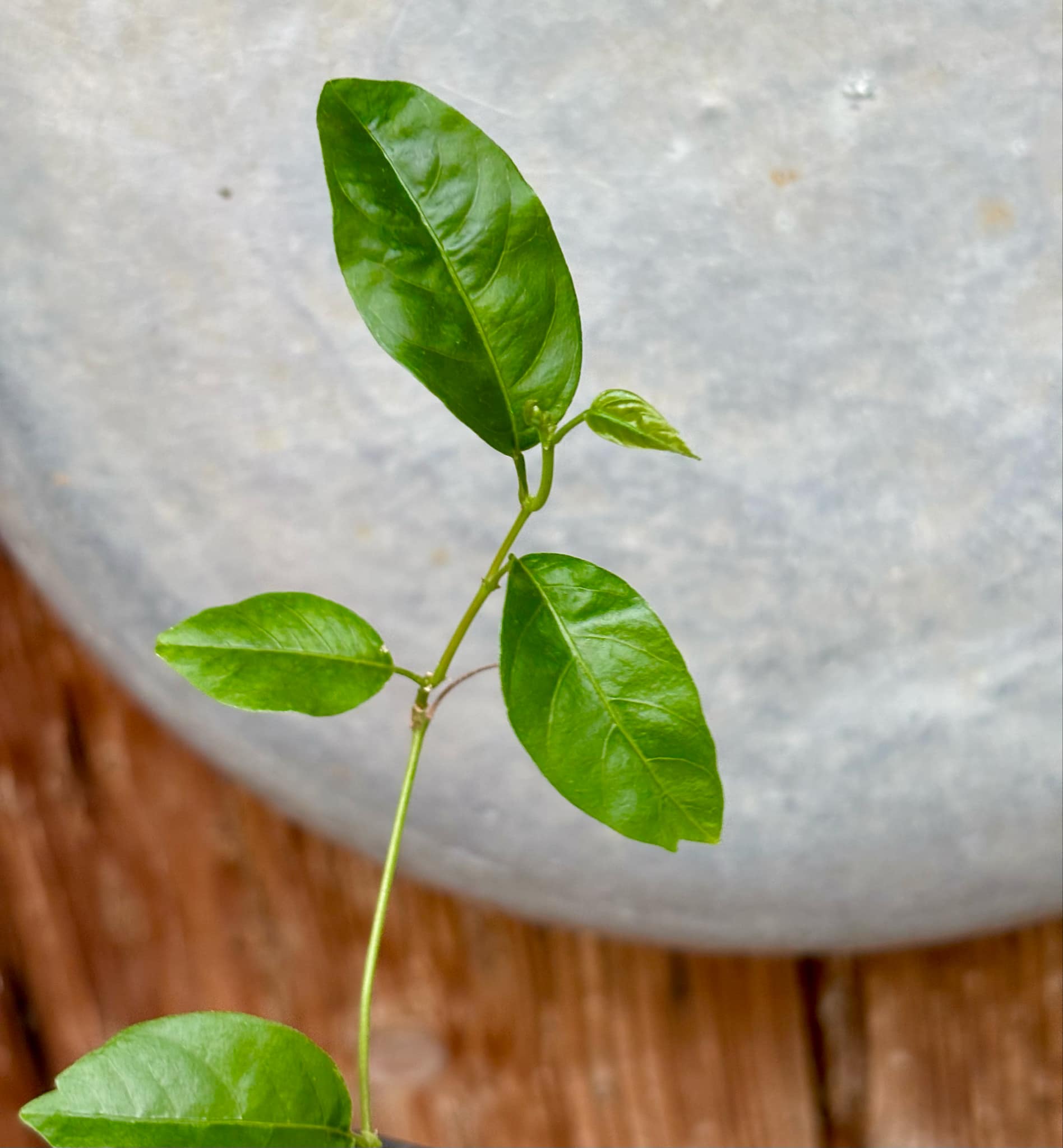 Guaraná (Paullinia cupana) - 1 small potted seedling / 1 kleiner, getopfter Sämling