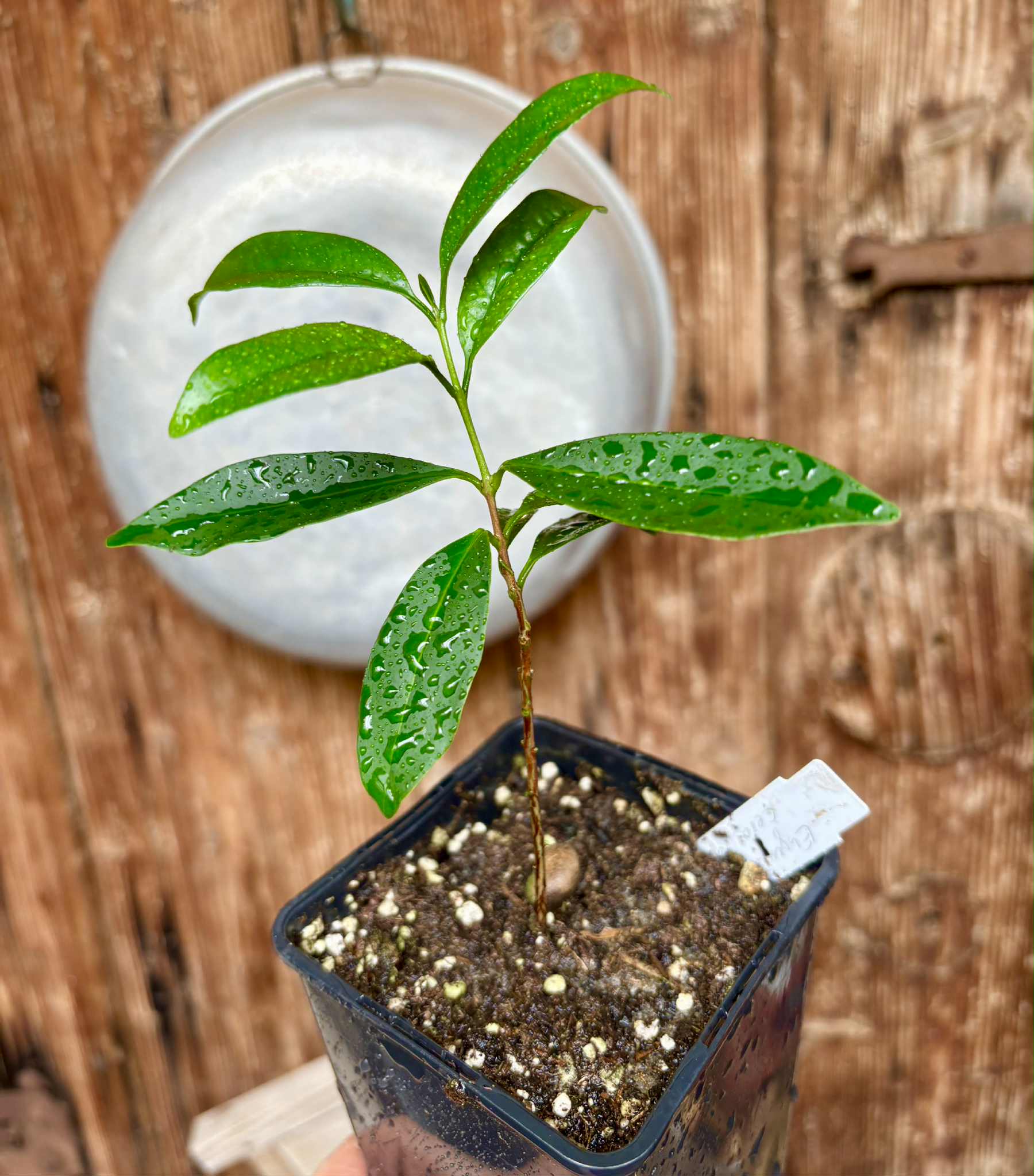 Eugenia cerasiflora - 1 potted plant - 1 getopfte Pflanze