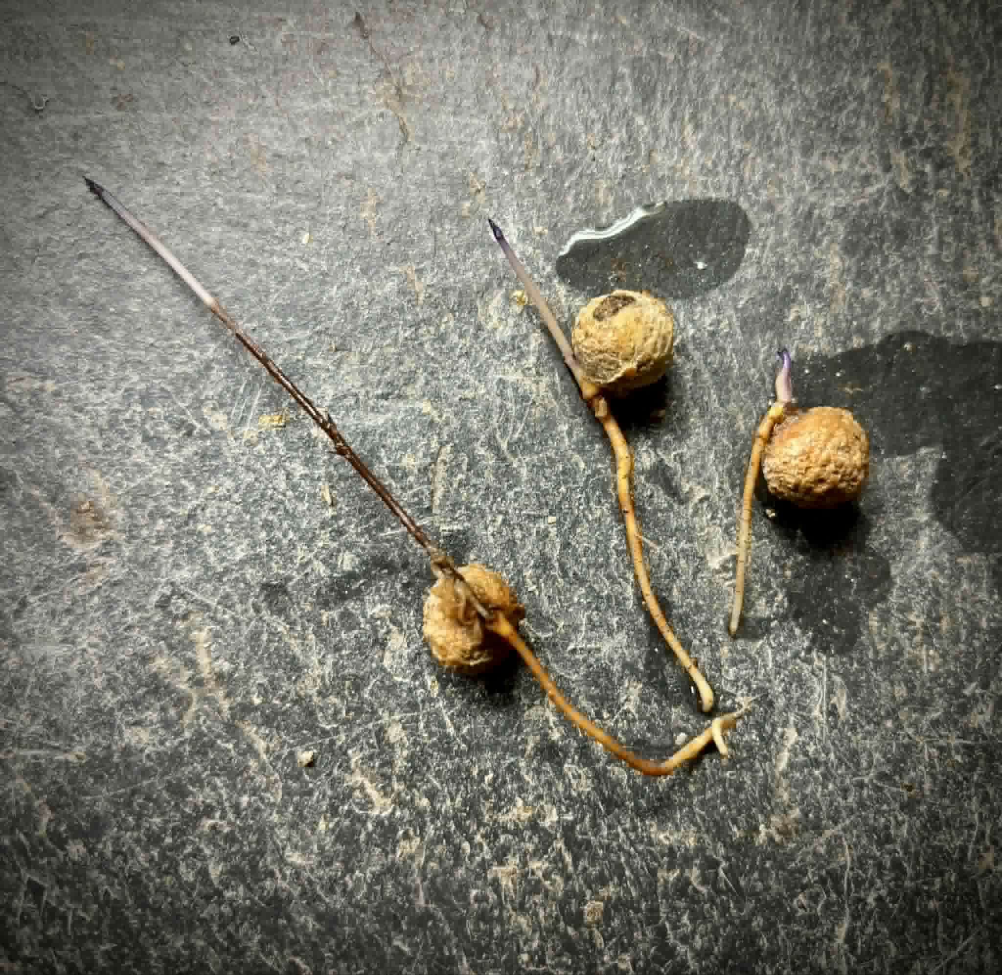 Tovomita fructipendula - 1 germinated seed / 1 gekeimter Samen