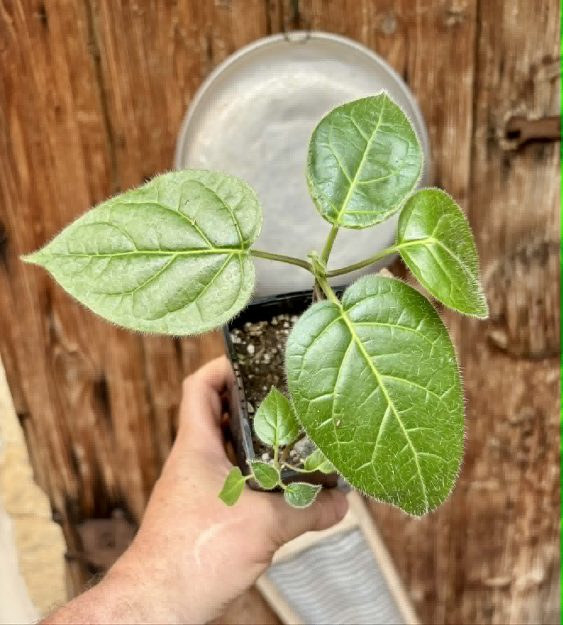 2 in 1 pot - Solanum sibundoyense - 2 seedlings in one pot / 2 Sämlinge in einem Topf