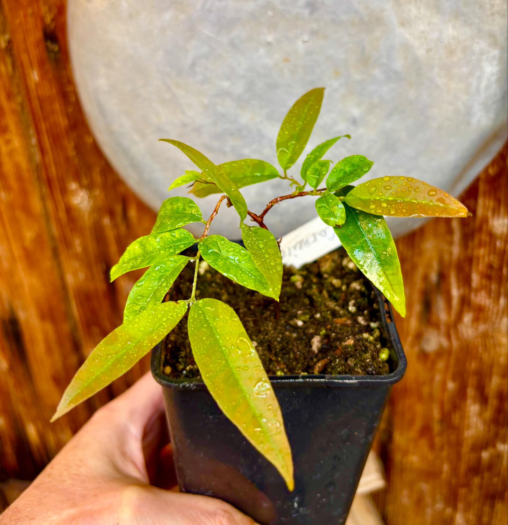 Eugenia sp La de Carneiro - 1 potted plant / 1 getopfte Pflanze