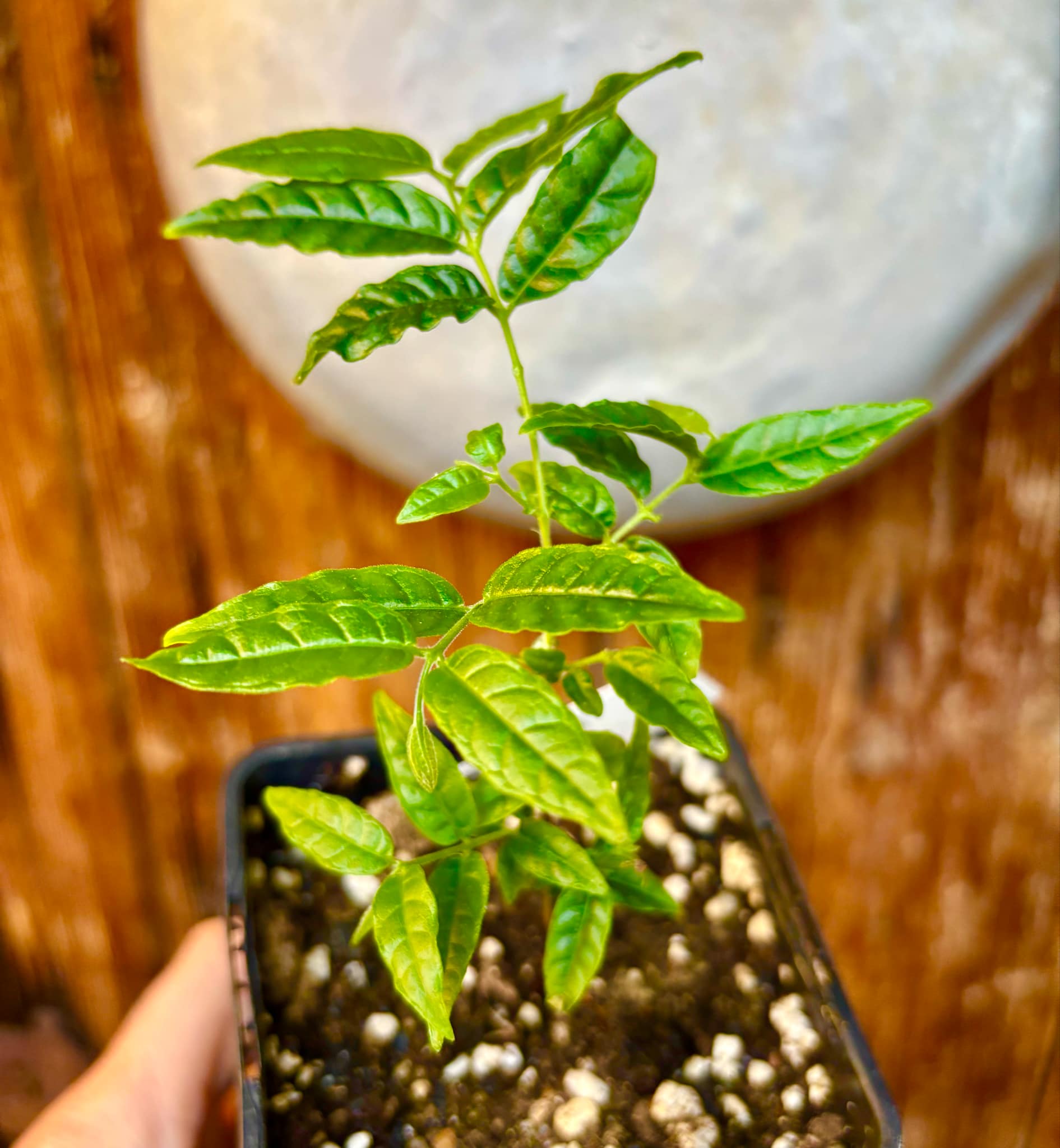 Campomanesia phaea - Flying Saucer Fruit - Cambuci  - 1  potted plant / 1 getopfte Pflanze