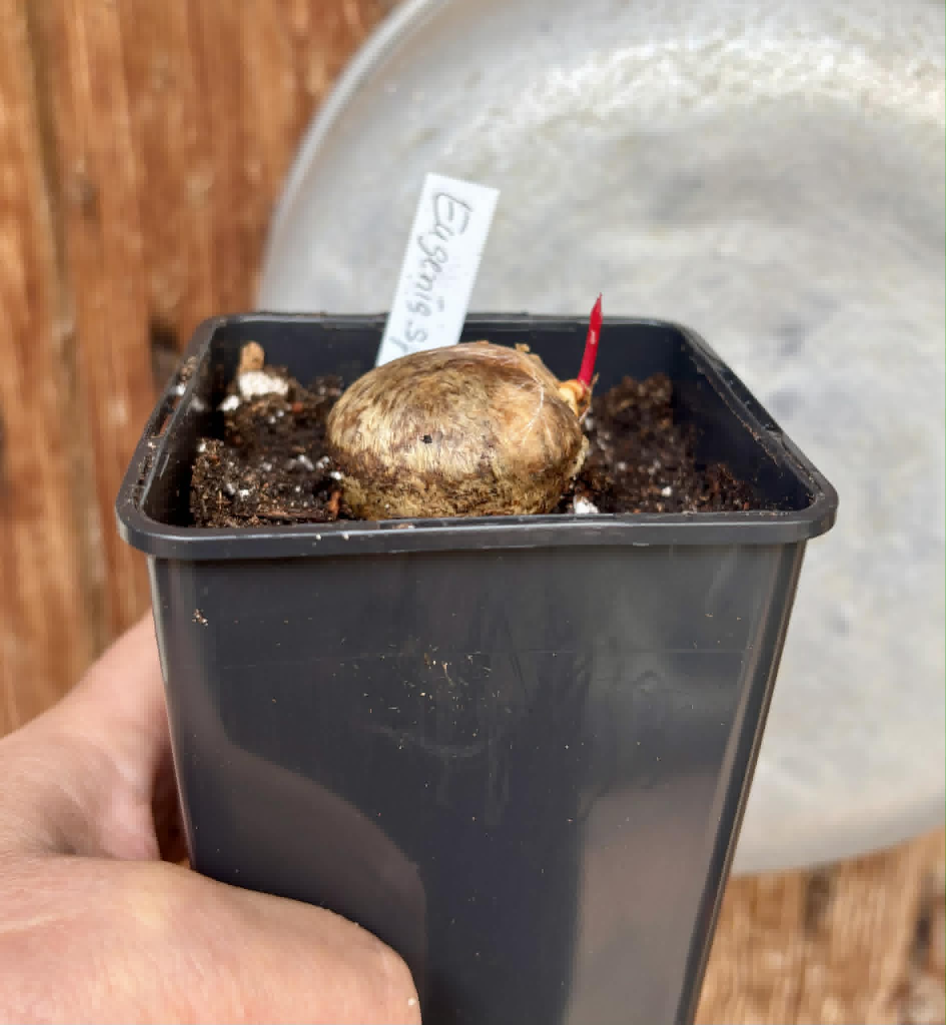 Eugenia sp Plinioides -  1 potted seedling / 1 getopfter Sämling