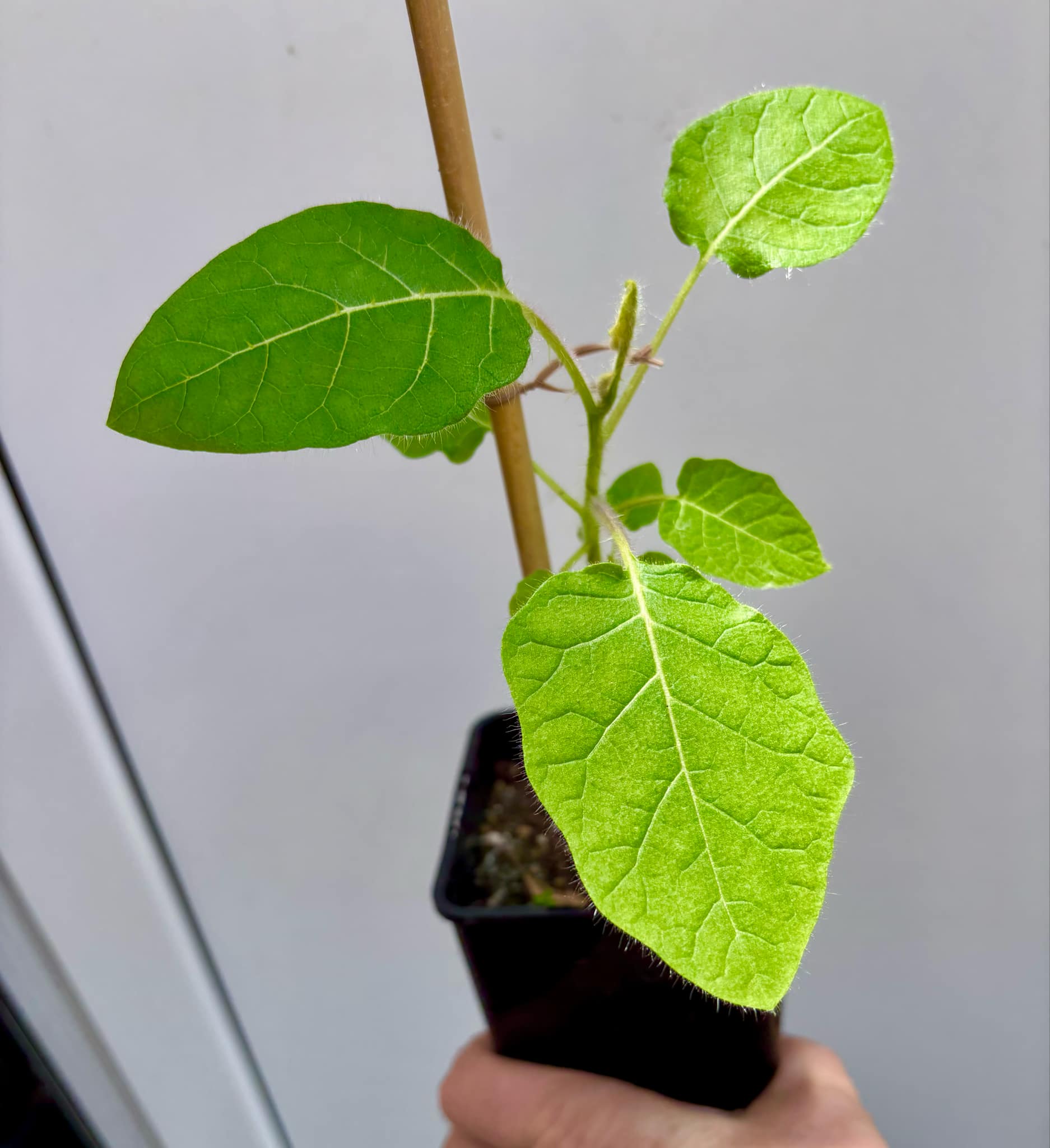 Solanum vestissimum - 1 potted plant / 1 getopfte Pflanze Solanum vestissimum - 1 potted plant / 1 getopfte Pflanze