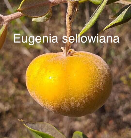 Eugenia sellowiana - 1 small potted seedling / 1 kleiner, getopfter Sämling Eugenia sellowiana - 1 small potted seedling / 1 kleiner, getopfter Sämling