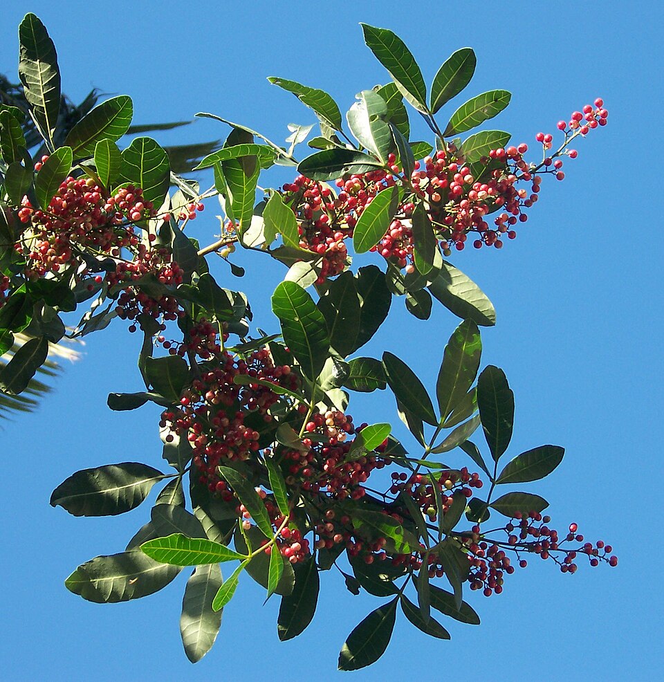 Brazilian Peppertree (Schinus terebinthifolia) - 10 frische Samen / 10 fresh seeds