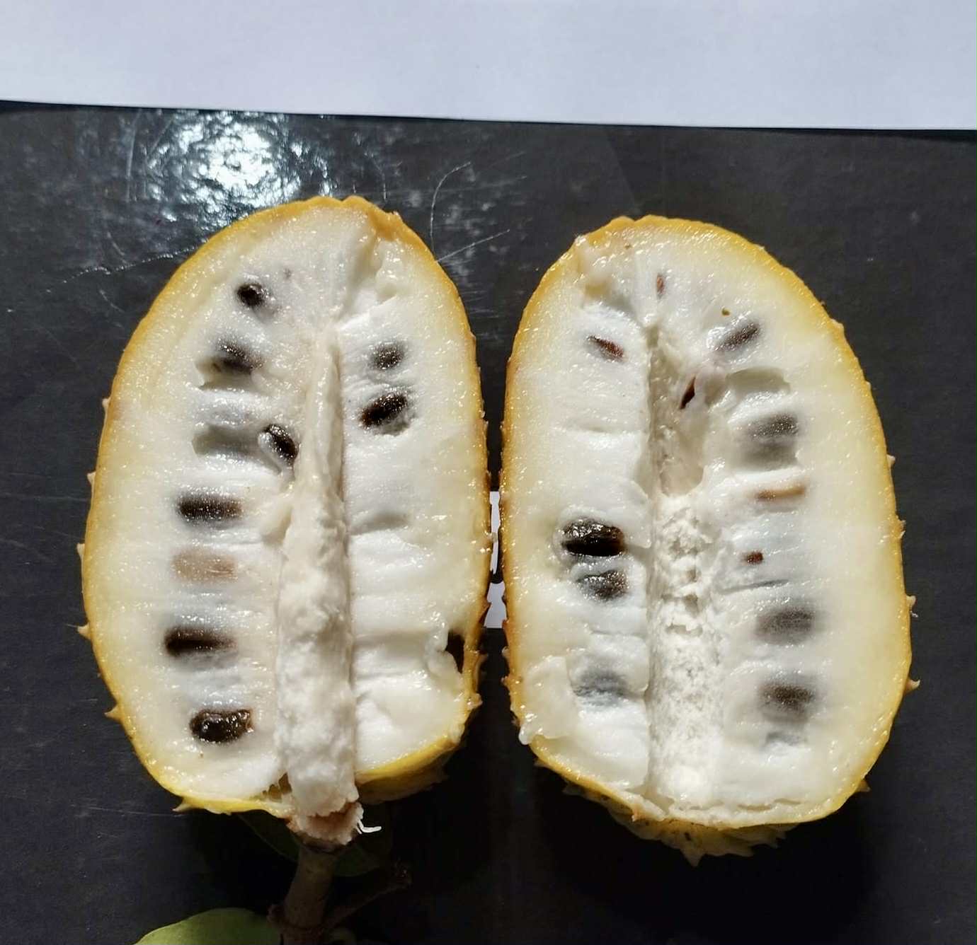 Annona sp. Neles  - 1 potted plant / 1 getopfte Pflanze