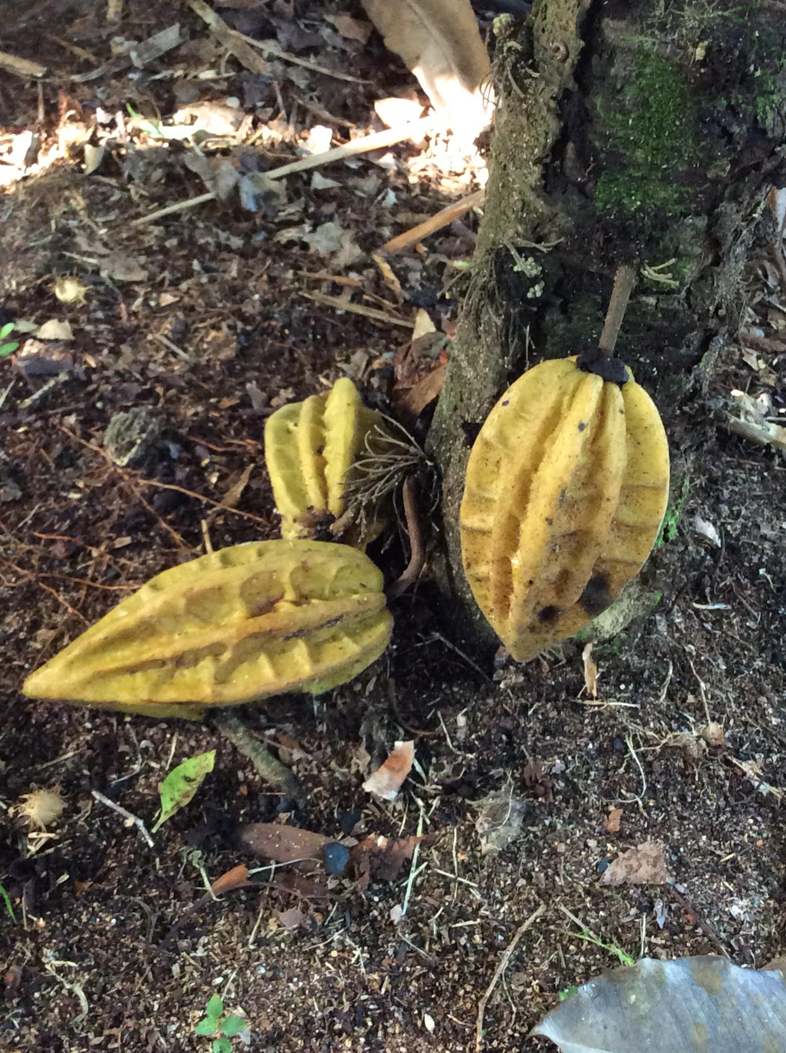 Mountain Cacao (Herrania mariae) - 1 small potted seedling / 1 kleiner, getopfter Sämling