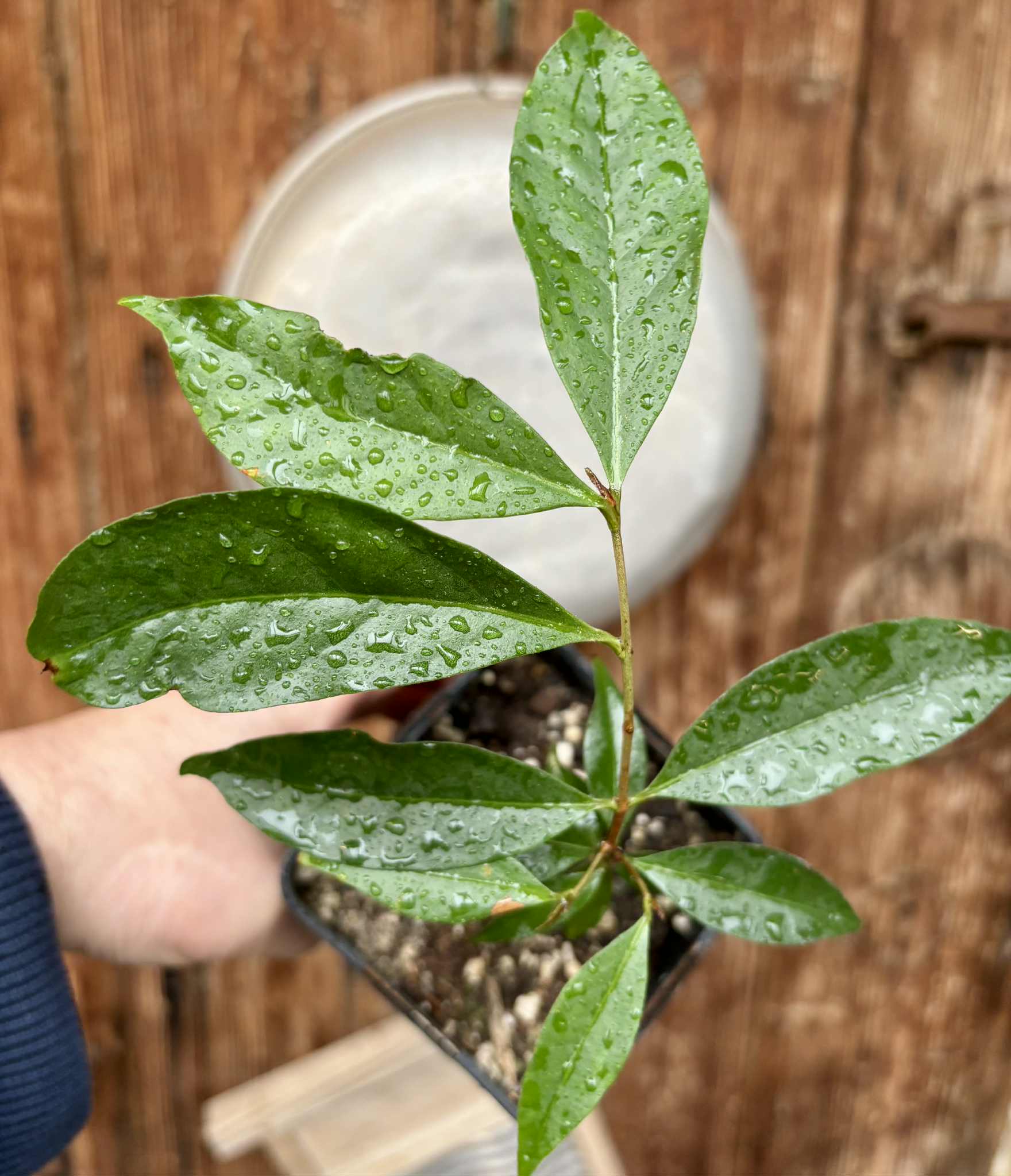 Eugenia sp Belmonte -  1 potted seedling / 1 getopfter Sämling