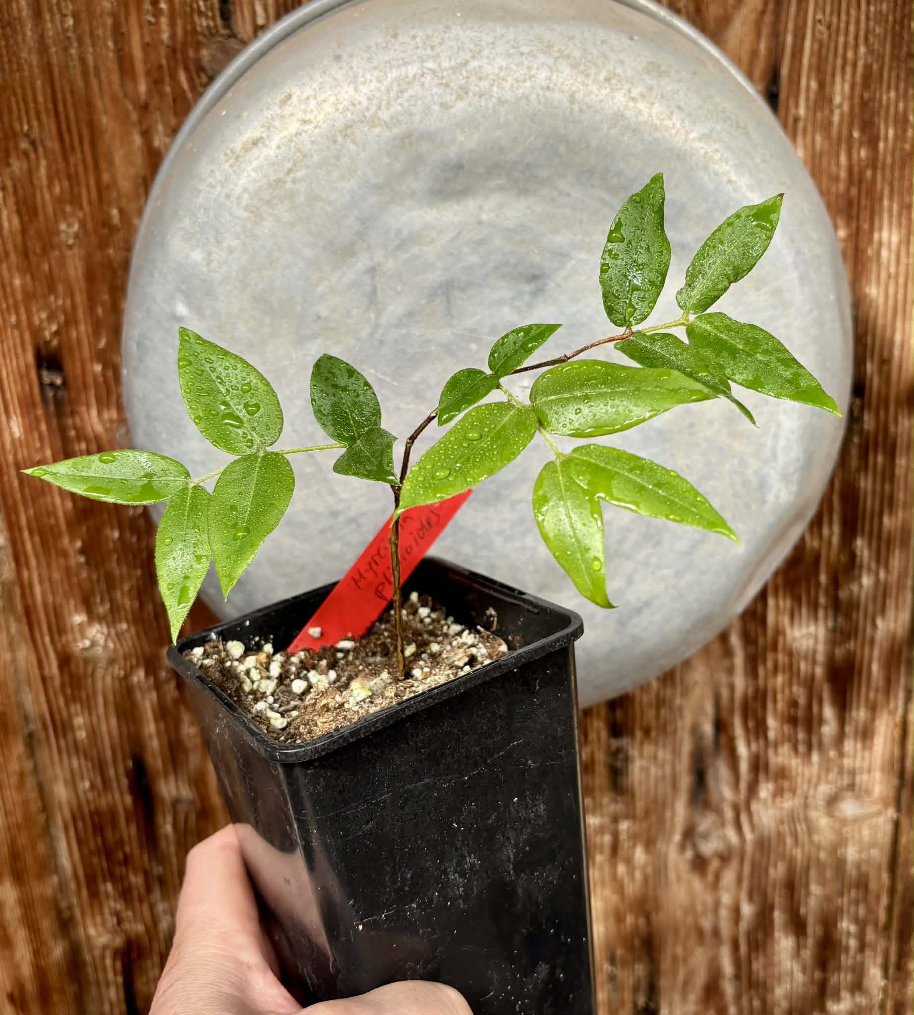 Myrciaria aff plinioides-  1 potted seedling / 1 getopfter Sämling
