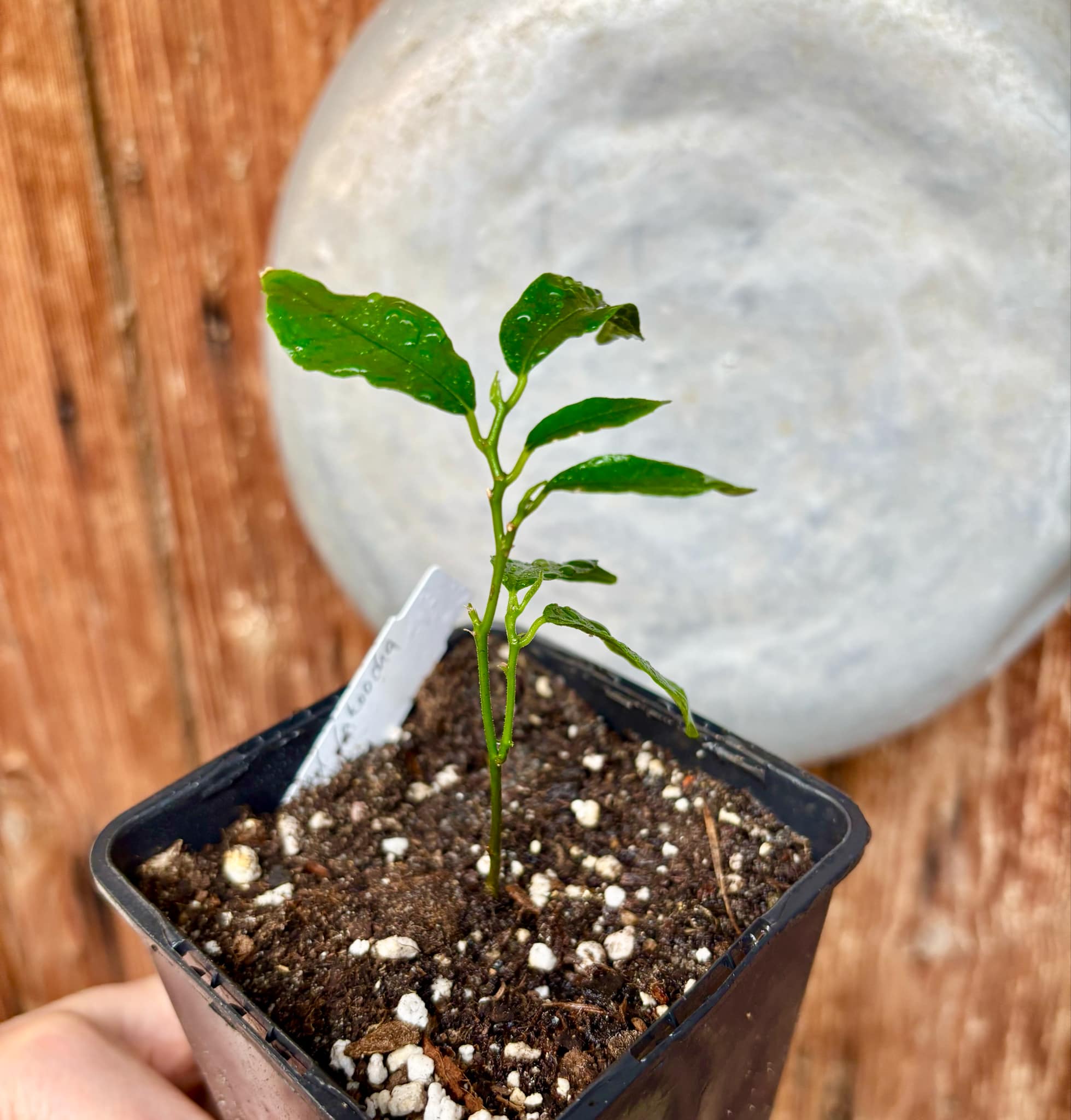 Artocarpus aff. lacucha - Wild Lakoocha  -  1 small potted seedling / 1 kleiner, getopfter Sämling