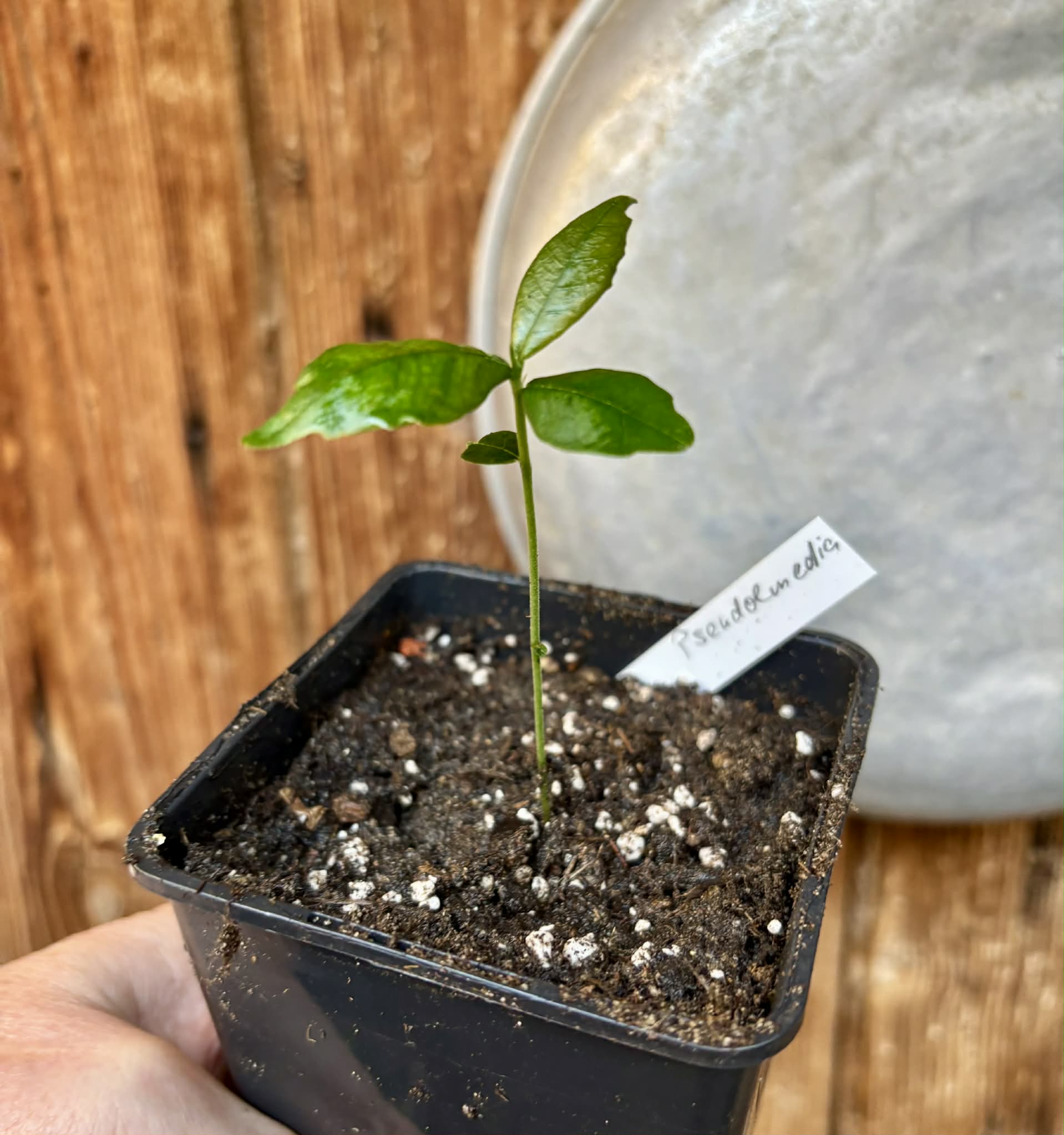 Pseudolmedia laevis - 1 potted seedling / 1 getopfter Sämling