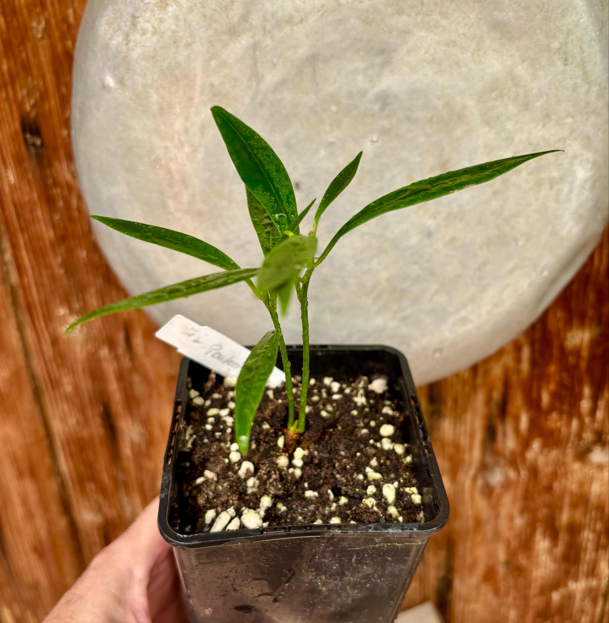 Pouteria macahensis - 1 small potted seedling / 1 kleiner, getopfter Sämling Pouteria macahensis - 1 small potted seedling / 1 kleiner, getopfter Sämling