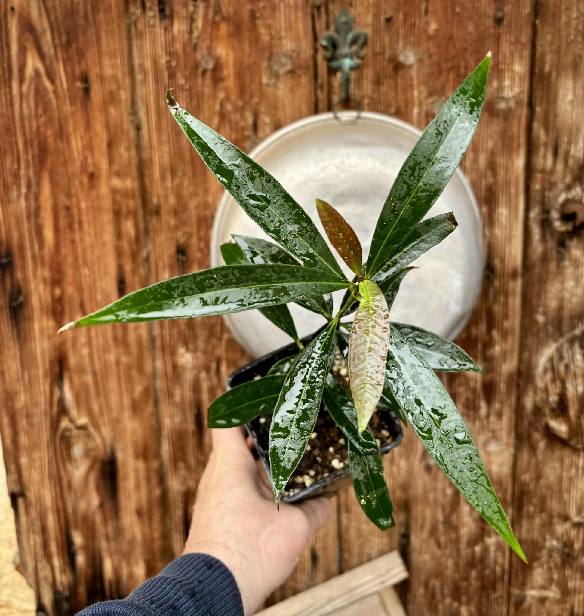 Eugenia sp Jambo da Mata -  1  potted seedling / 1 getopfter Sämling