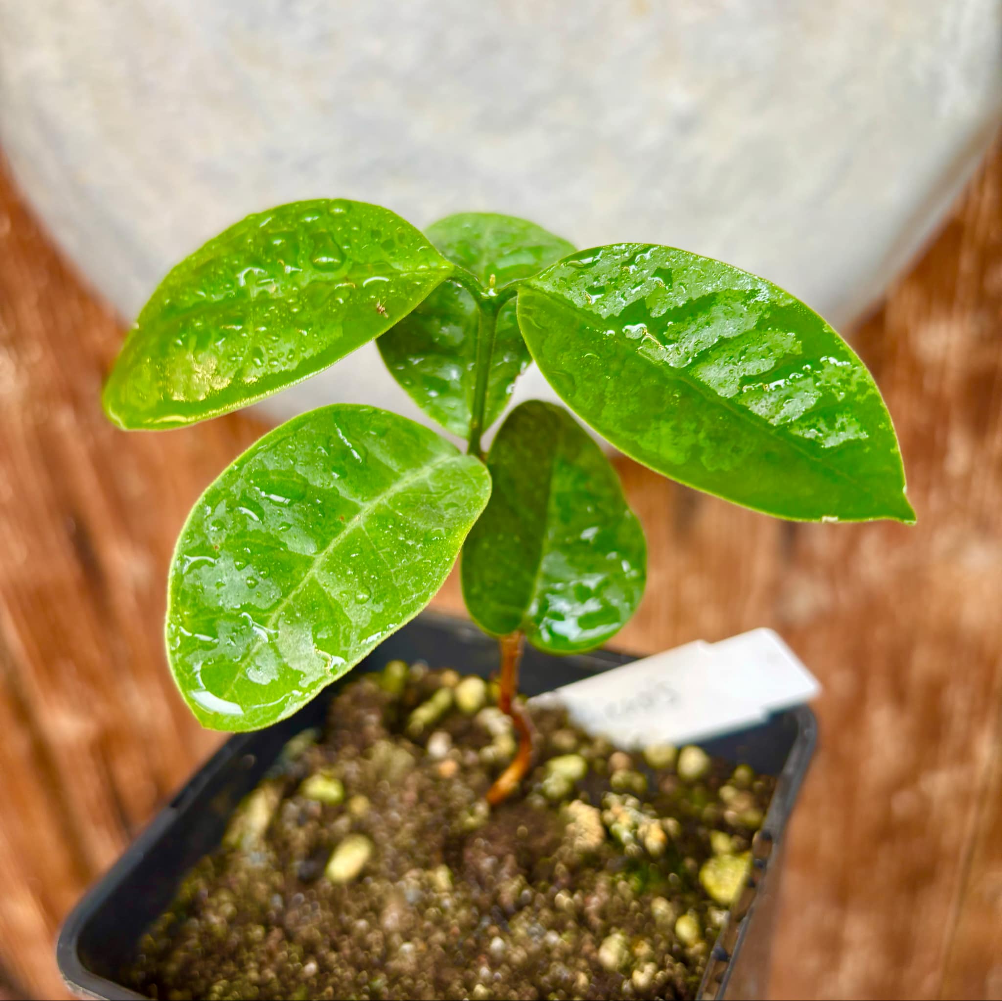 Eugenia bahiensis  - 1 potted plant / 1 getopfte Pflanze