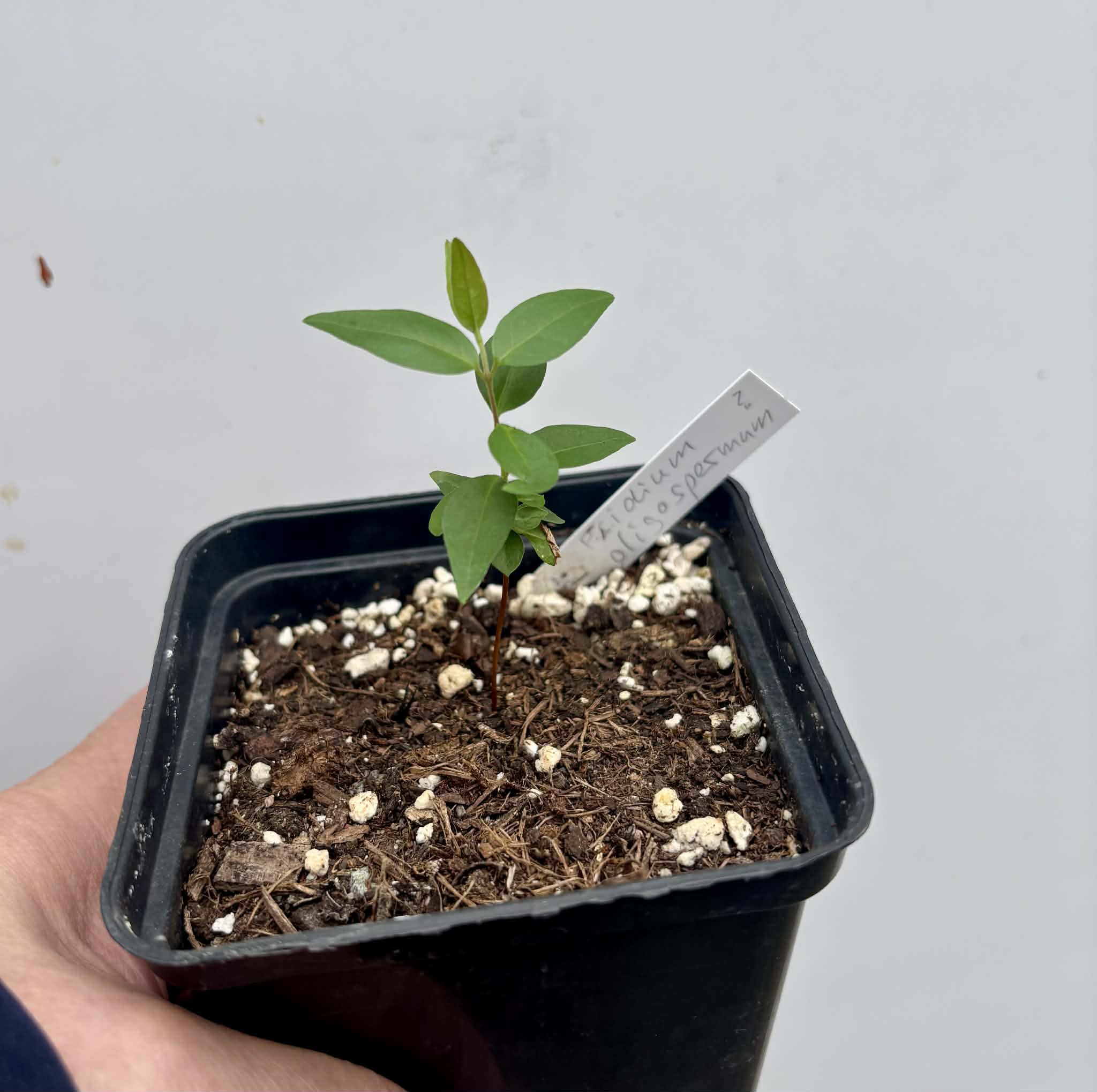 Guayabita (Psidium oligospermum) - 1 potted seedling / 1 getopfter Sämling