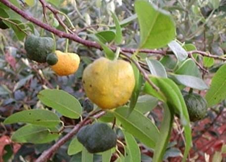Annona emarginata - 1 potted plant / 1 getopfte Pflanze