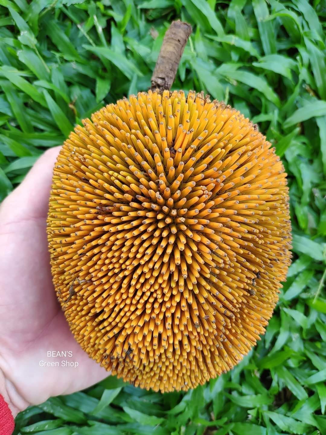 Pre Order -  Mentawa (Artocarpus anisophyllus) - 1 fresh seed / 1 frischer Samen