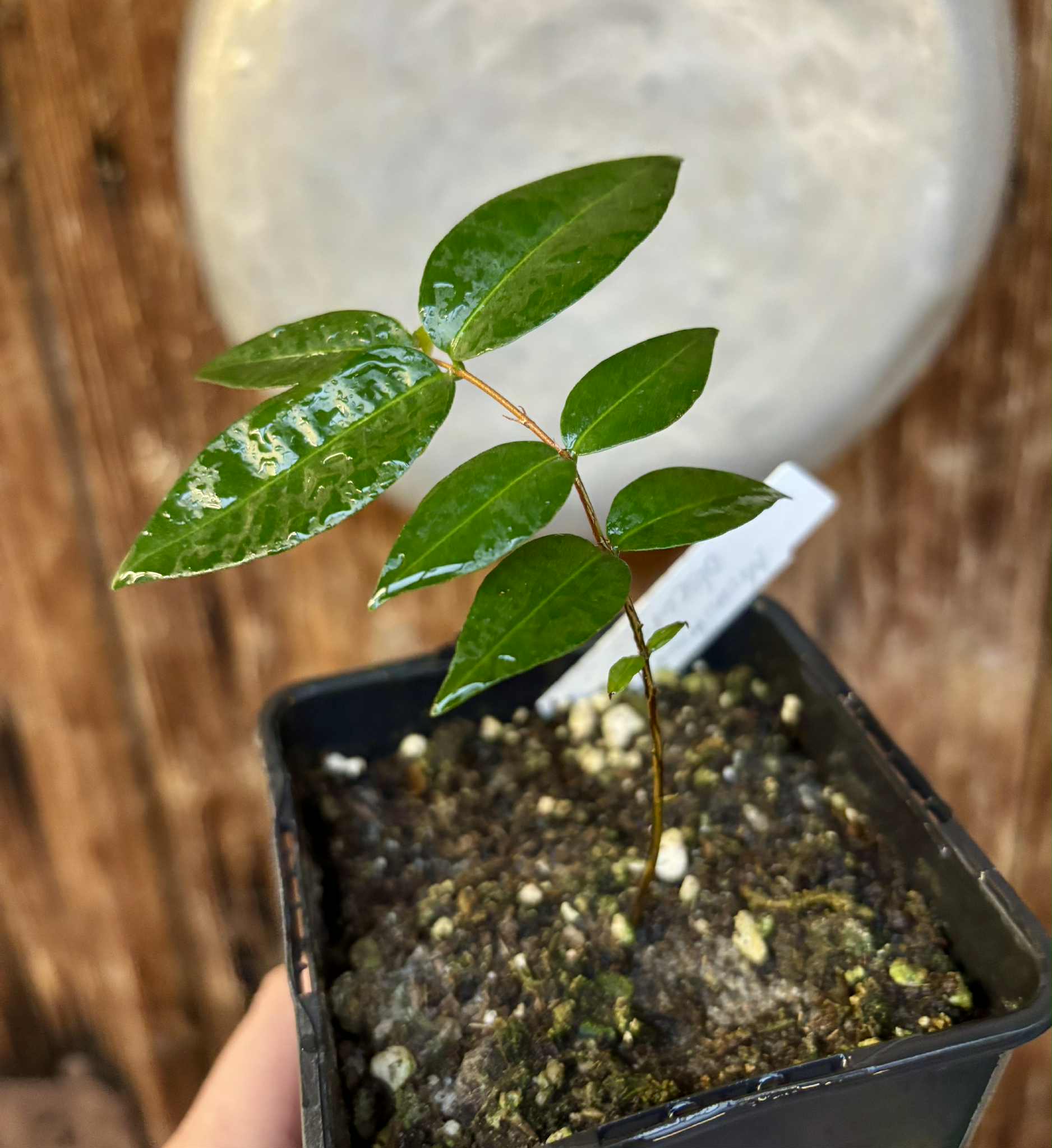 Neomitranthes obscura - 1 potted seedling/ 1 getopfter Sämling