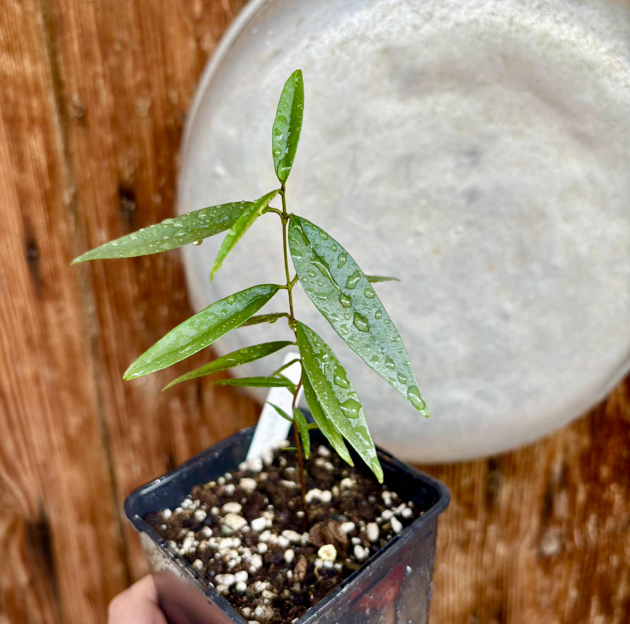 Eugenia pruniformis - Ameixa da Preta - 1 potted plant / 1 getopfte Pflanze