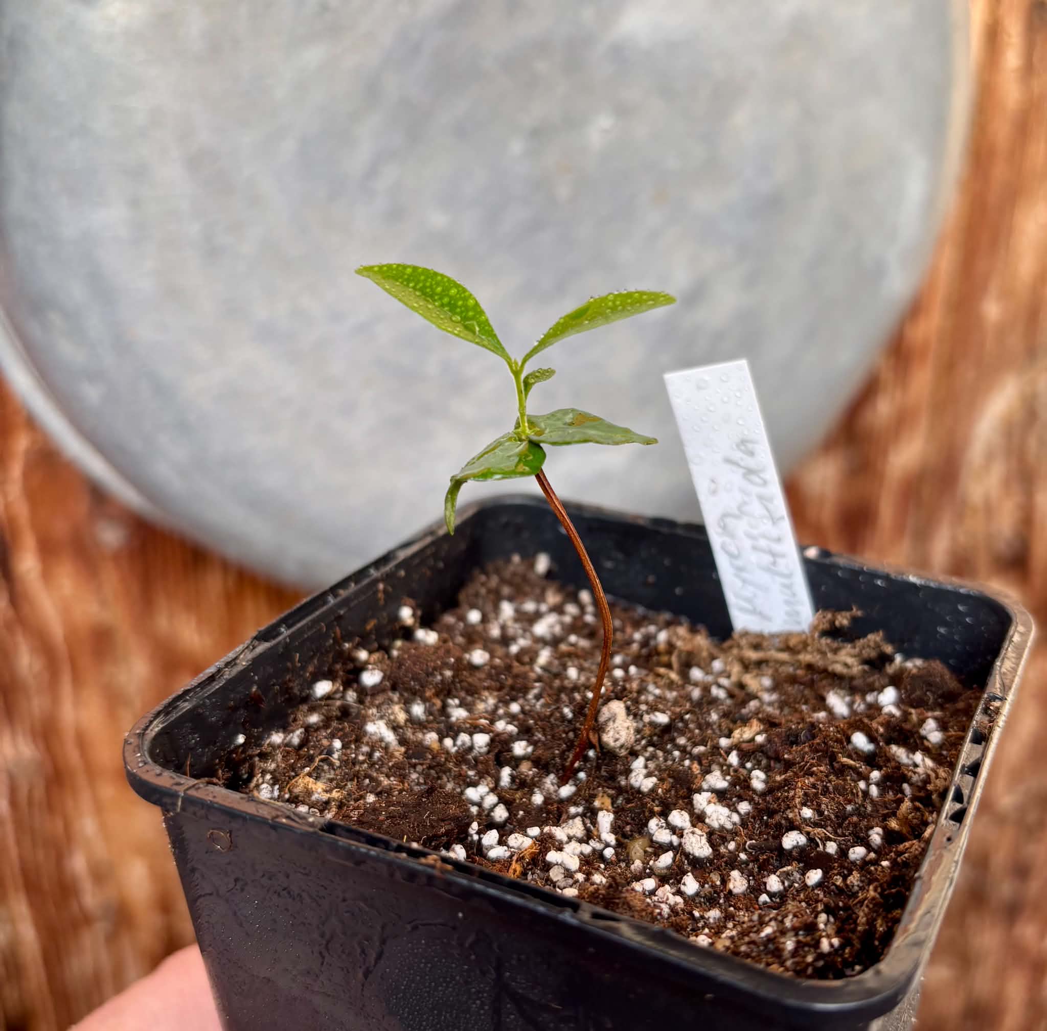 Myrcia multifida - 1 potted plant / 1 getopfte Pflanze