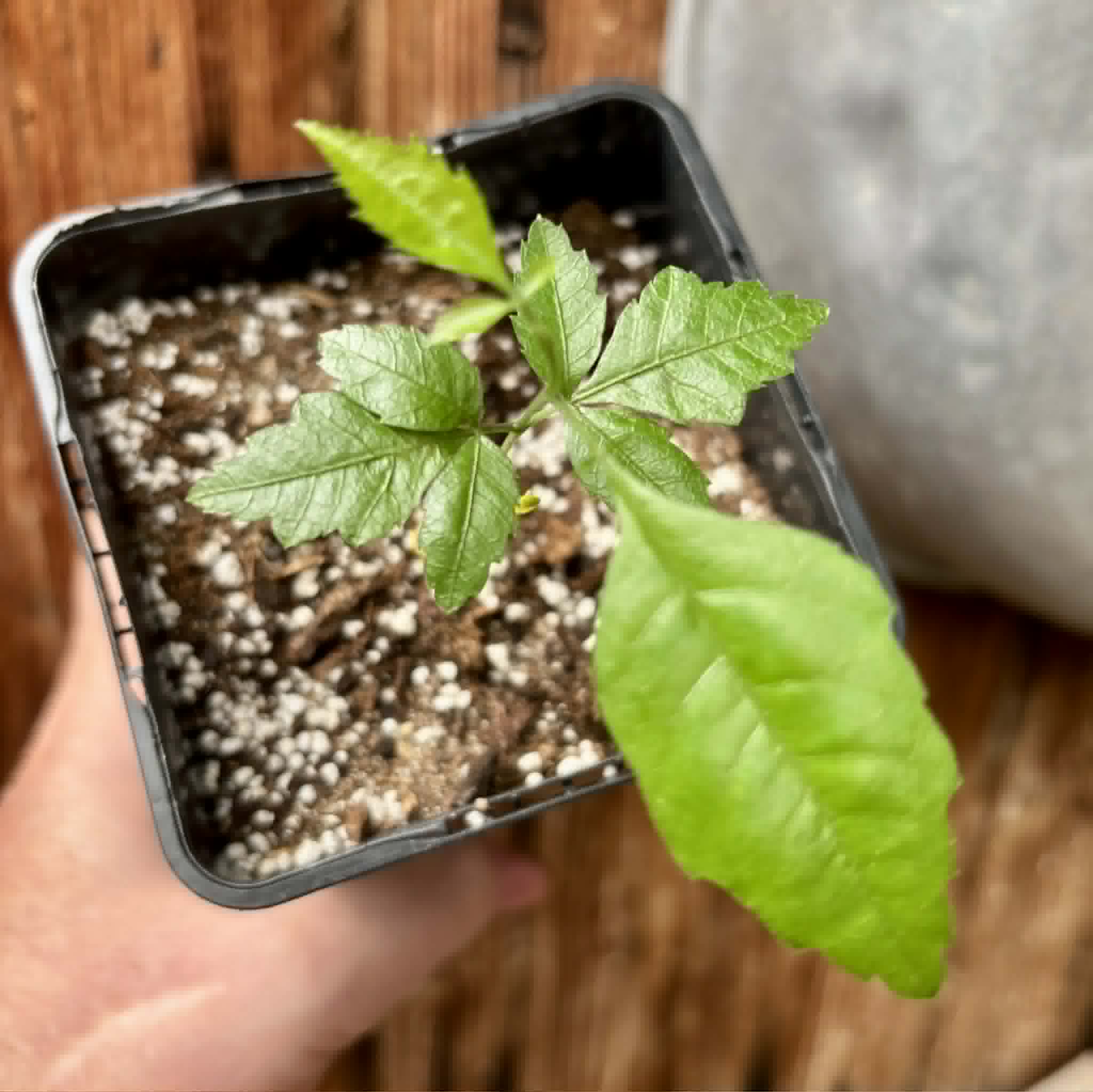 Allophylus edulis - Chal-Chal / Fruta de Pomba - 1 potted seedling / 1 getopfter Sämling