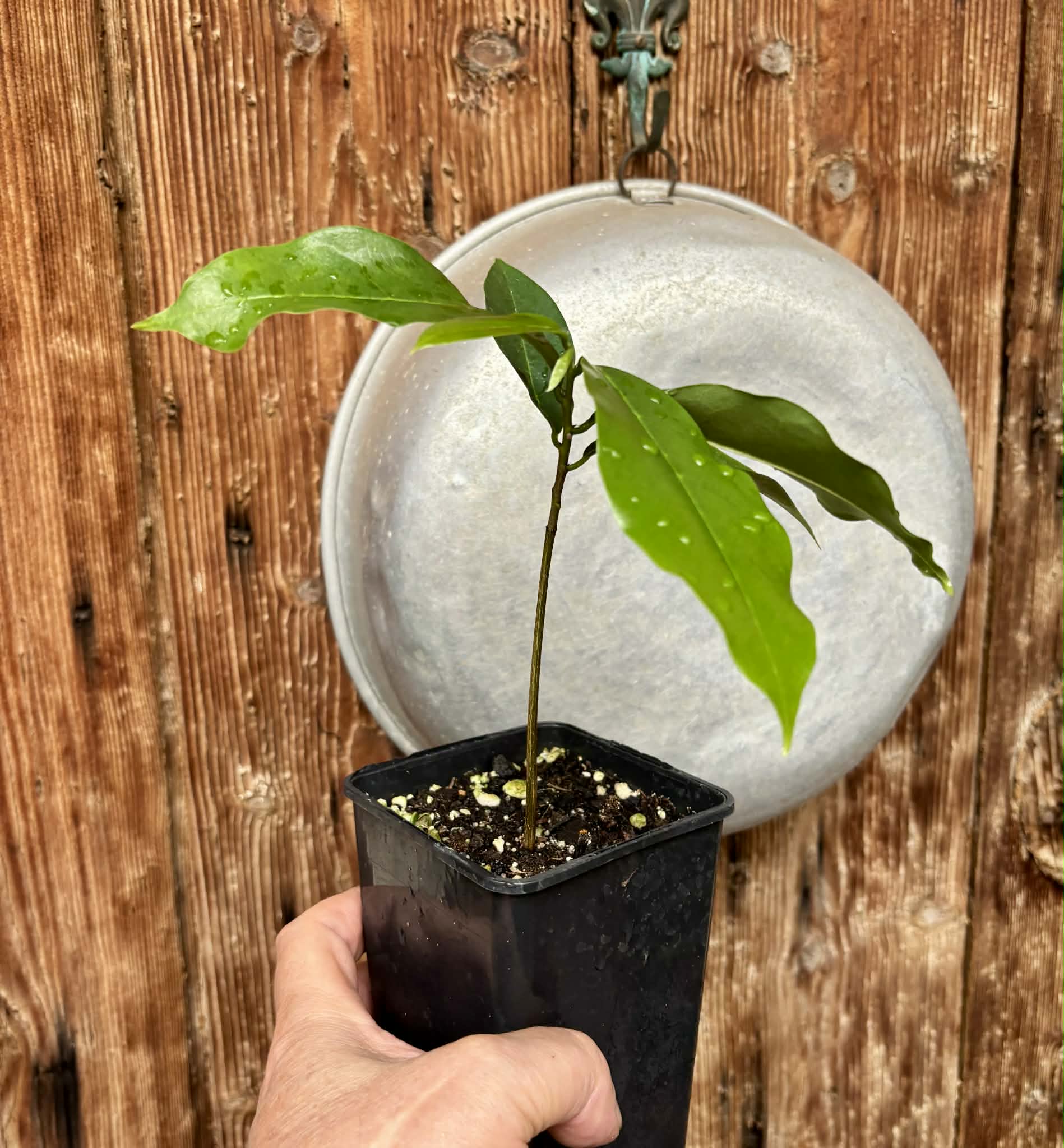 Annona muricata - Soursop / Stachelannone - 1 potted seedling / 1 getopfter Sämling