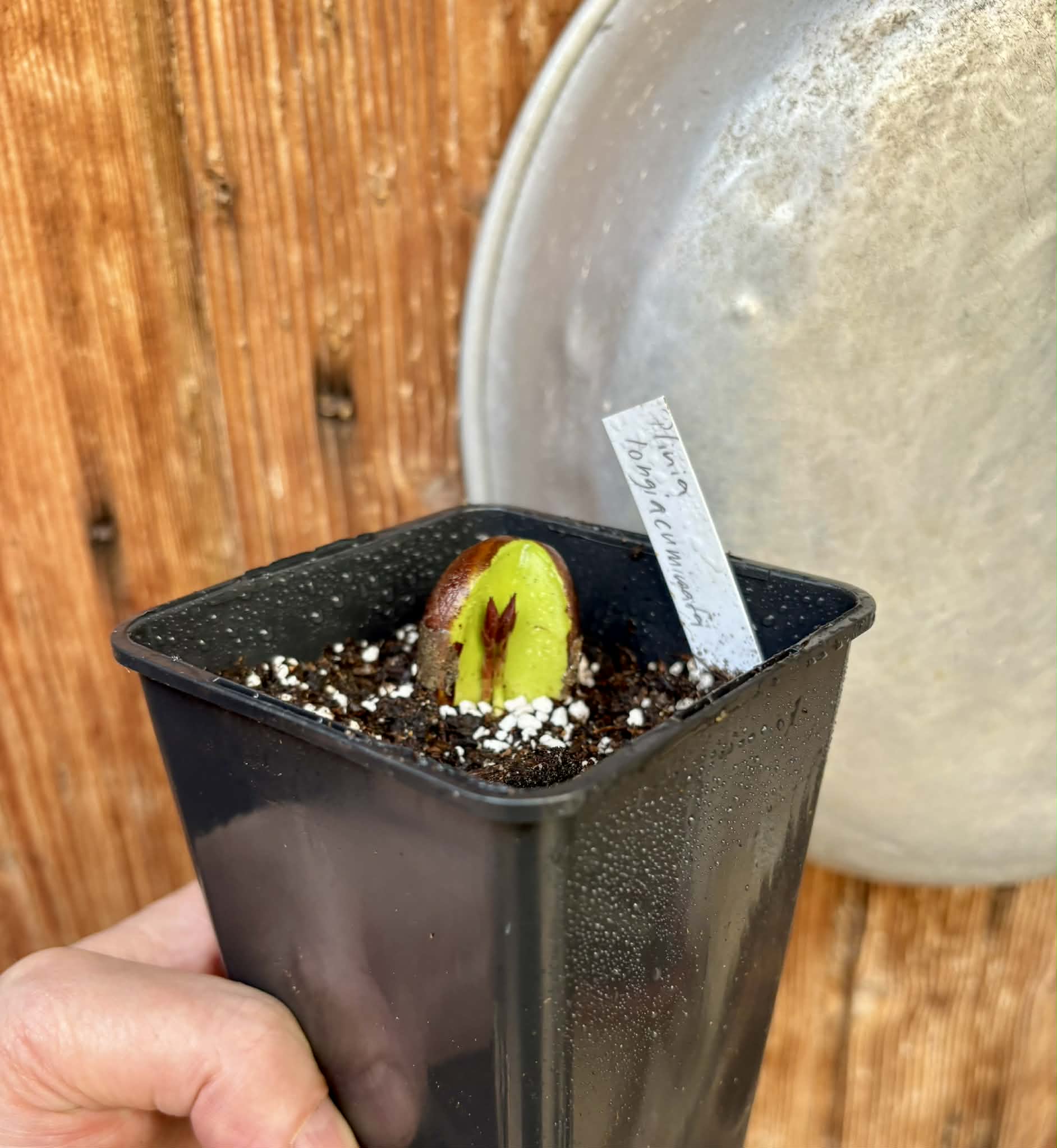 2 shots - Plinia longiacuminata RED  -  1 potted seedling / 1 getopfter Sämling