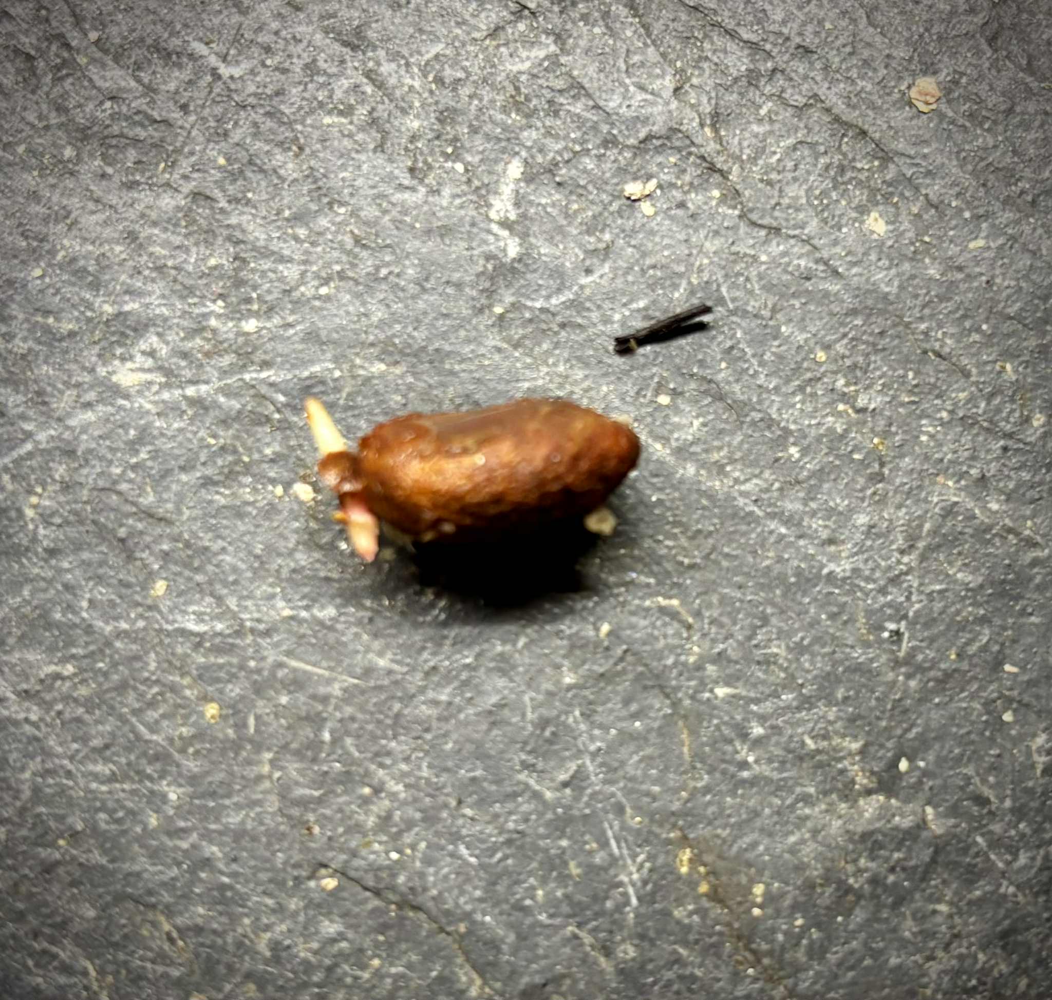 Lemon Drop Mangosteen (Garcinia intermedia) - 1 germinated seed / 1 gekeimter Samen