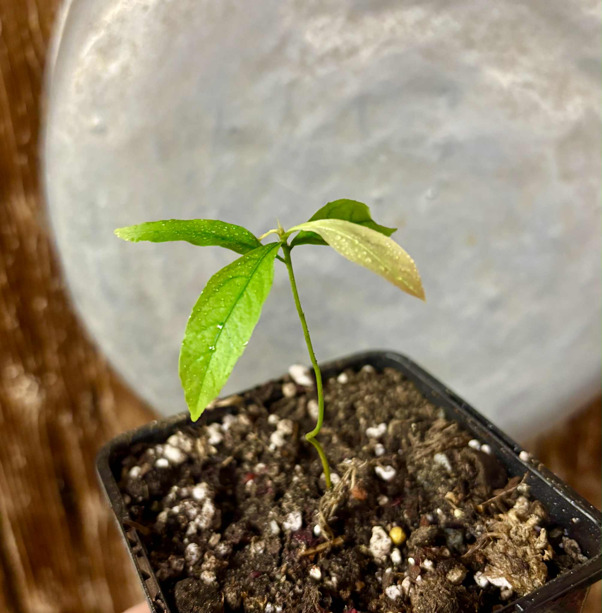 Pseudolmedia sp. Rondonia - 1 potted seedling / 1 getopfter Sämling