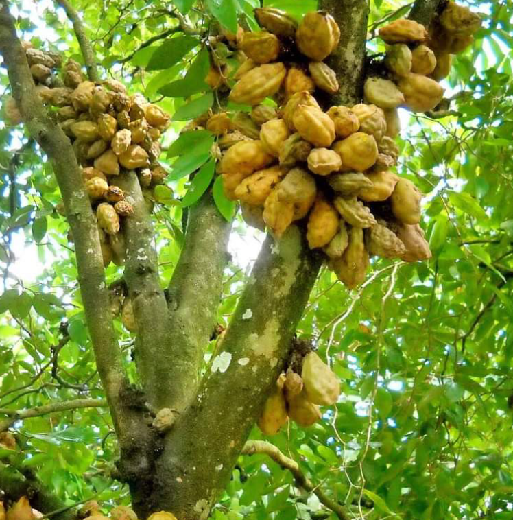 Nam Nam (Cynometra cauliflora) -  1 potted seedling / 1 getöpfter Sämling