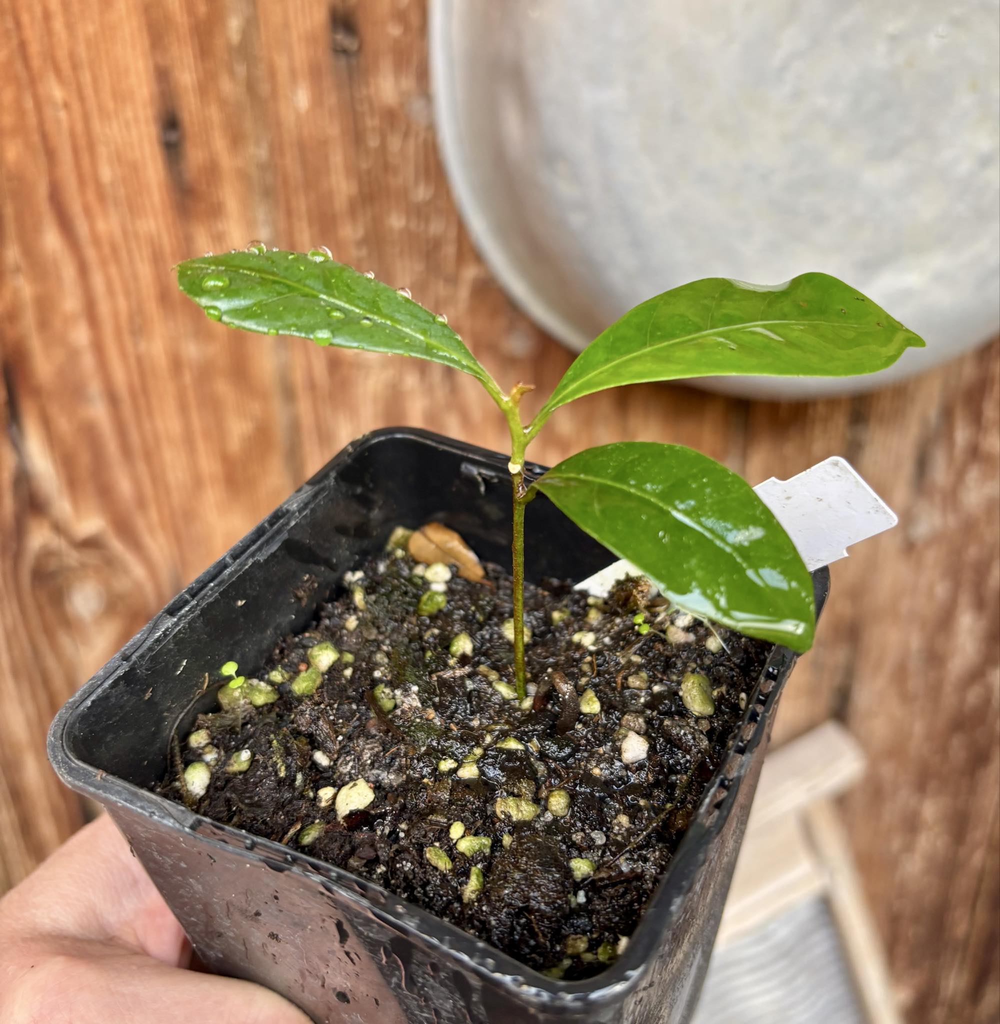 Pouteria bangii - 1 potted plant / 1 getopfte Pflanze