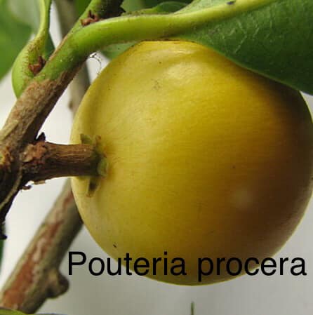 Pouteria procera - 1 germinated seed / 1 gekeimter Samen