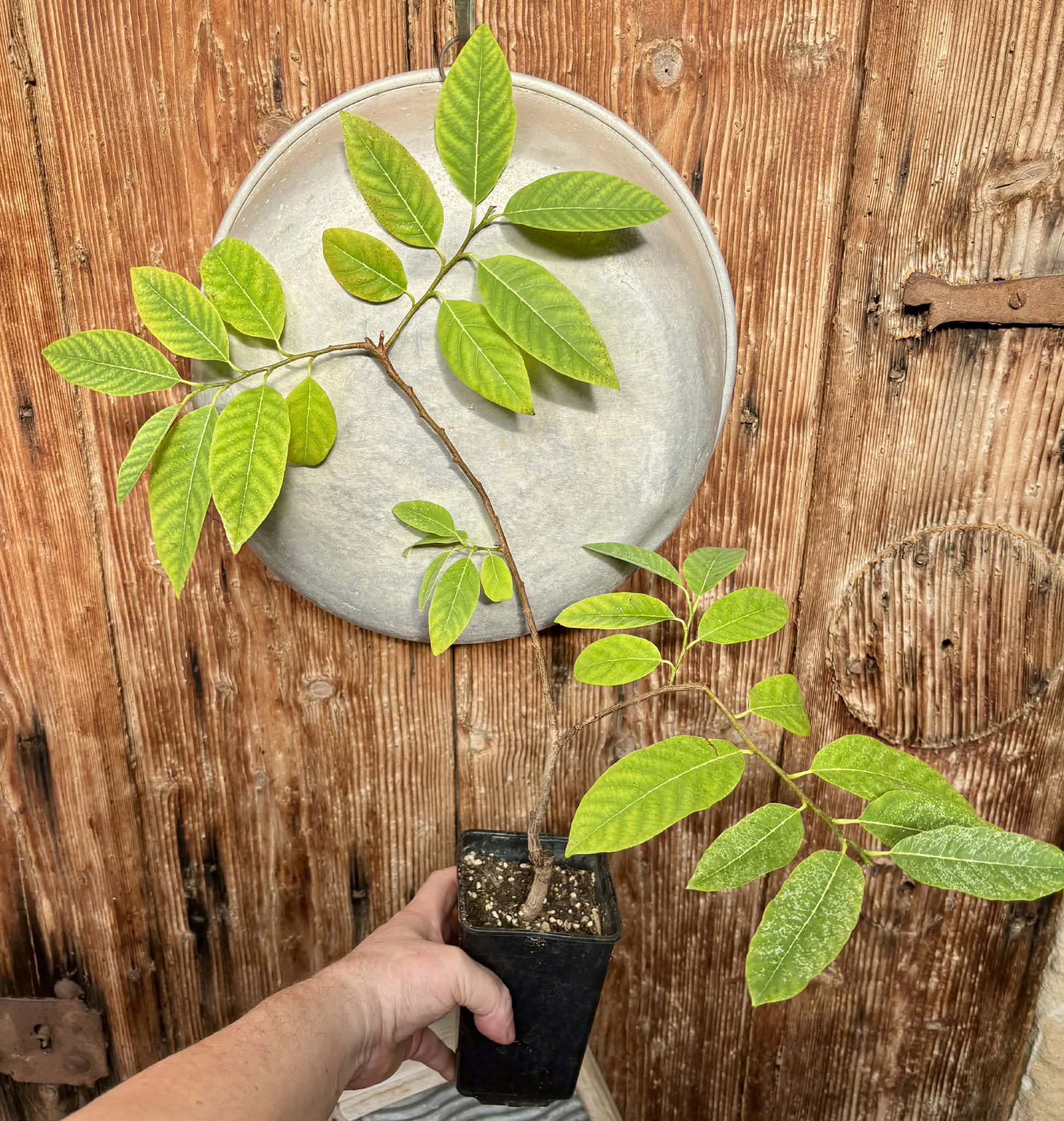 Annona squamosa - 1 potted seedling / 1 getopfter Sämling