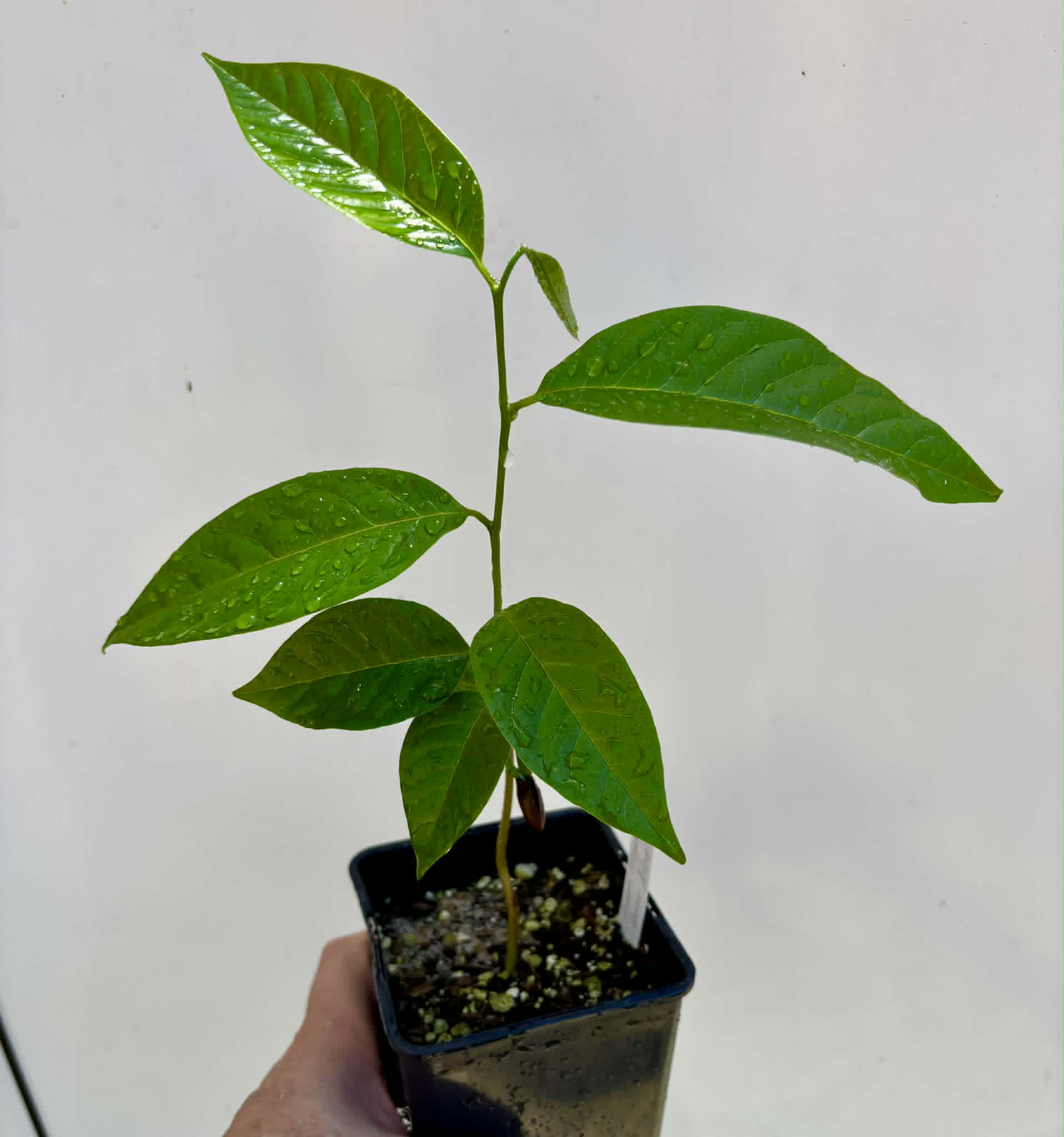 Annona reticulata var Orange- 1 potted seedling / 1 getopfter Sämling