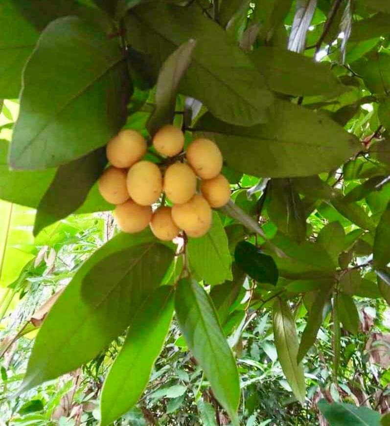 Uvaria sp Isan - 1 germinated seed / 1 gekeimter Samen
