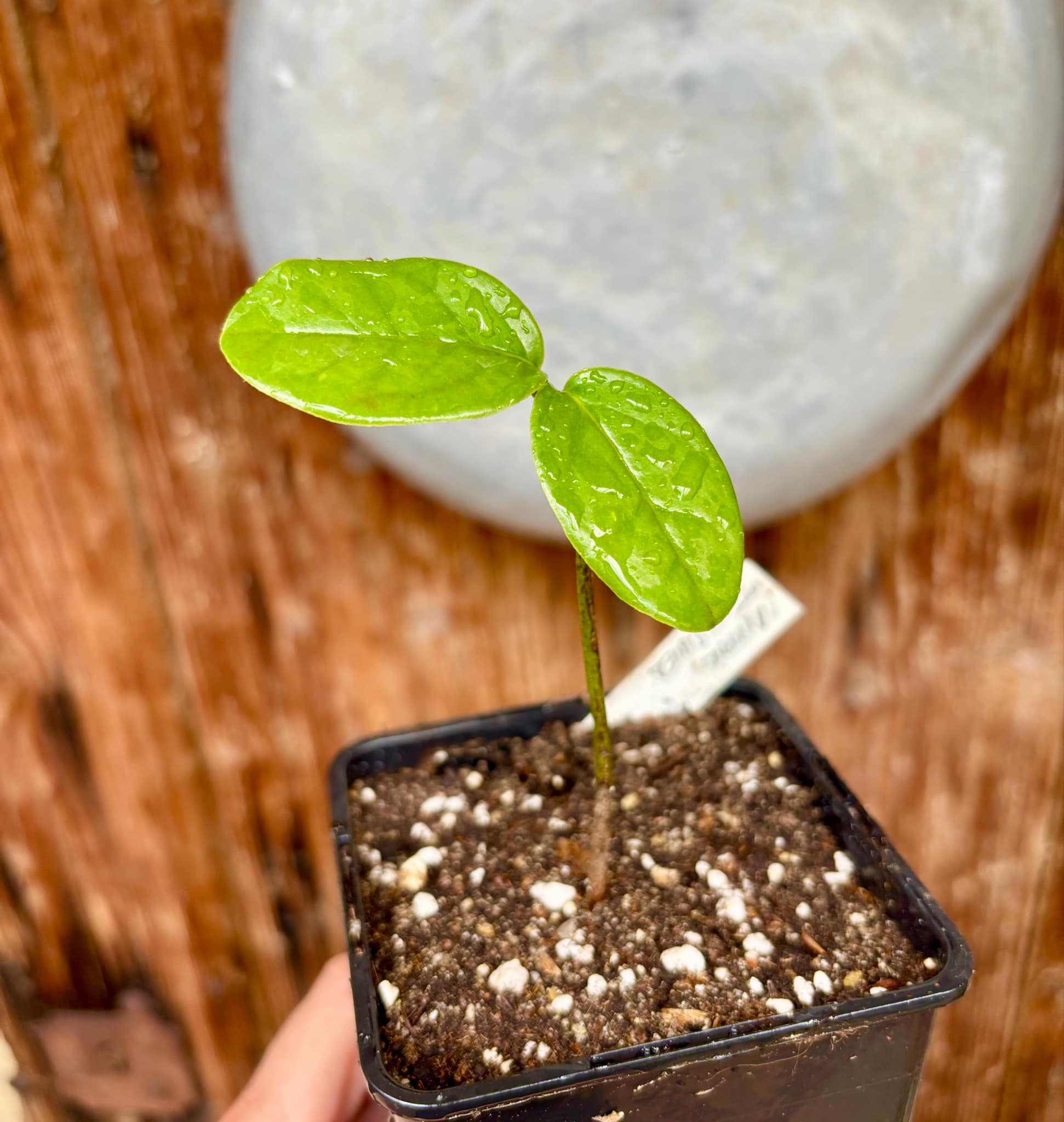 Poshte (Annona scleroderma)  - 1 potted plant / 1 getopfte Pflanze