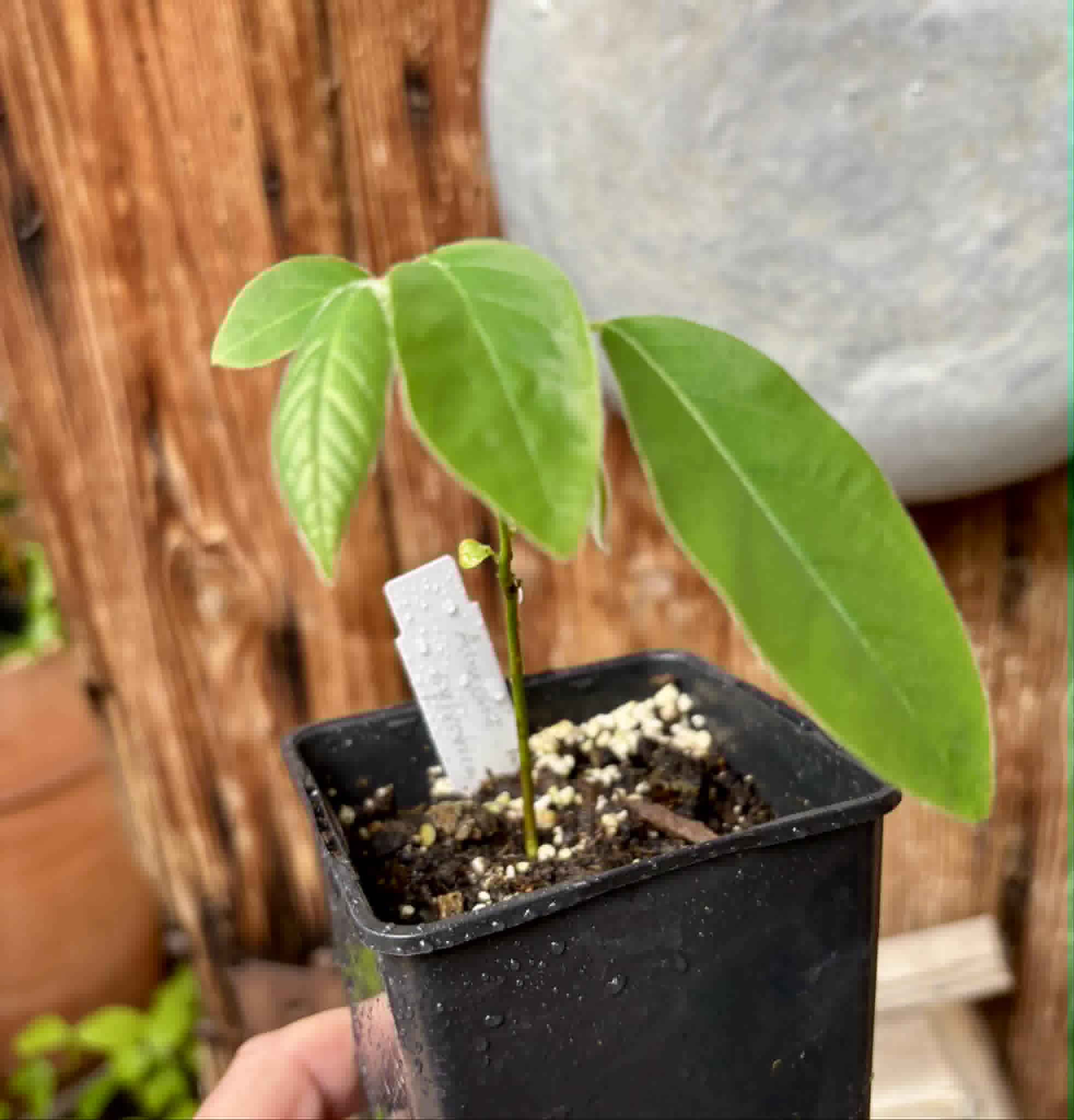Annona sylvatica - 1 potted plant / 1 getopfte Pflanze