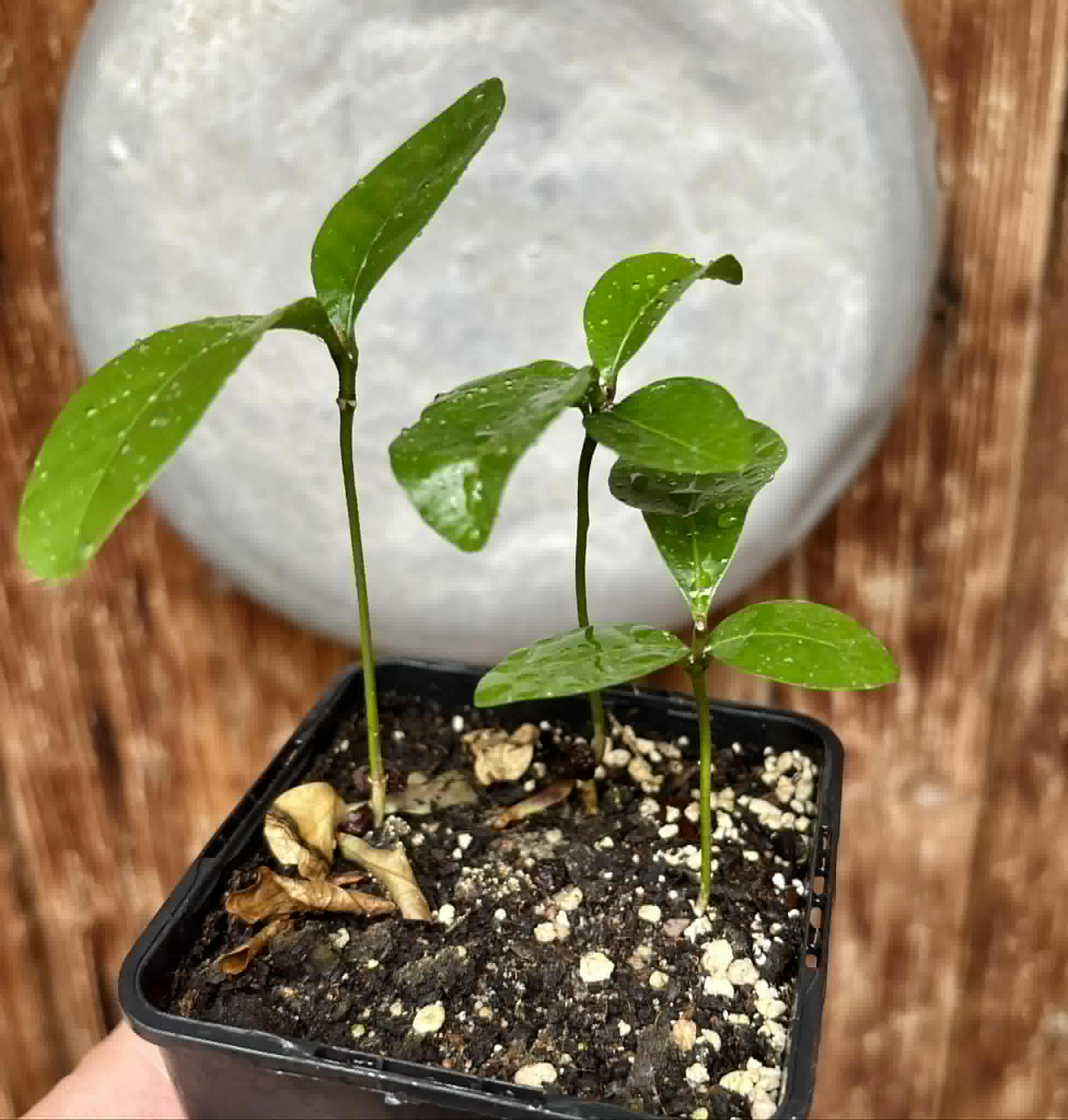 3 in 1 pot - Glycosmis pentaphylla - Orangeberry -  3 potted seedlings in one pot / 3 getopfte Sämlinge in einem Topf