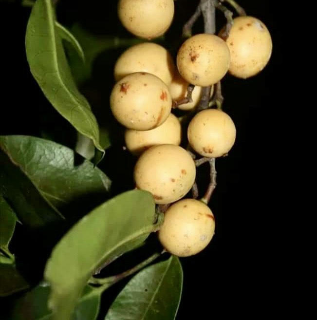Leche-Miel Fruit (Lacmellea edulis) - 1 potted plant / 1 getopfte Pflanze