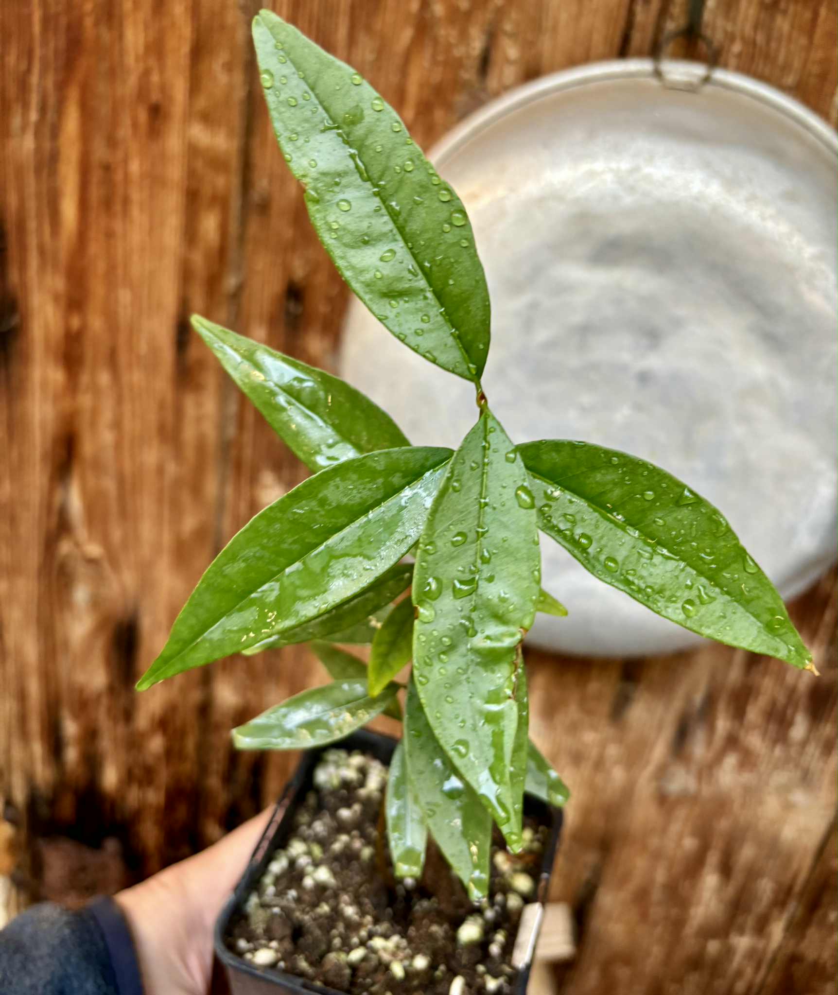 Eugenia pruniformis - Ameixa da Preta - 1 potted plant / 1 getopfte Pflanze