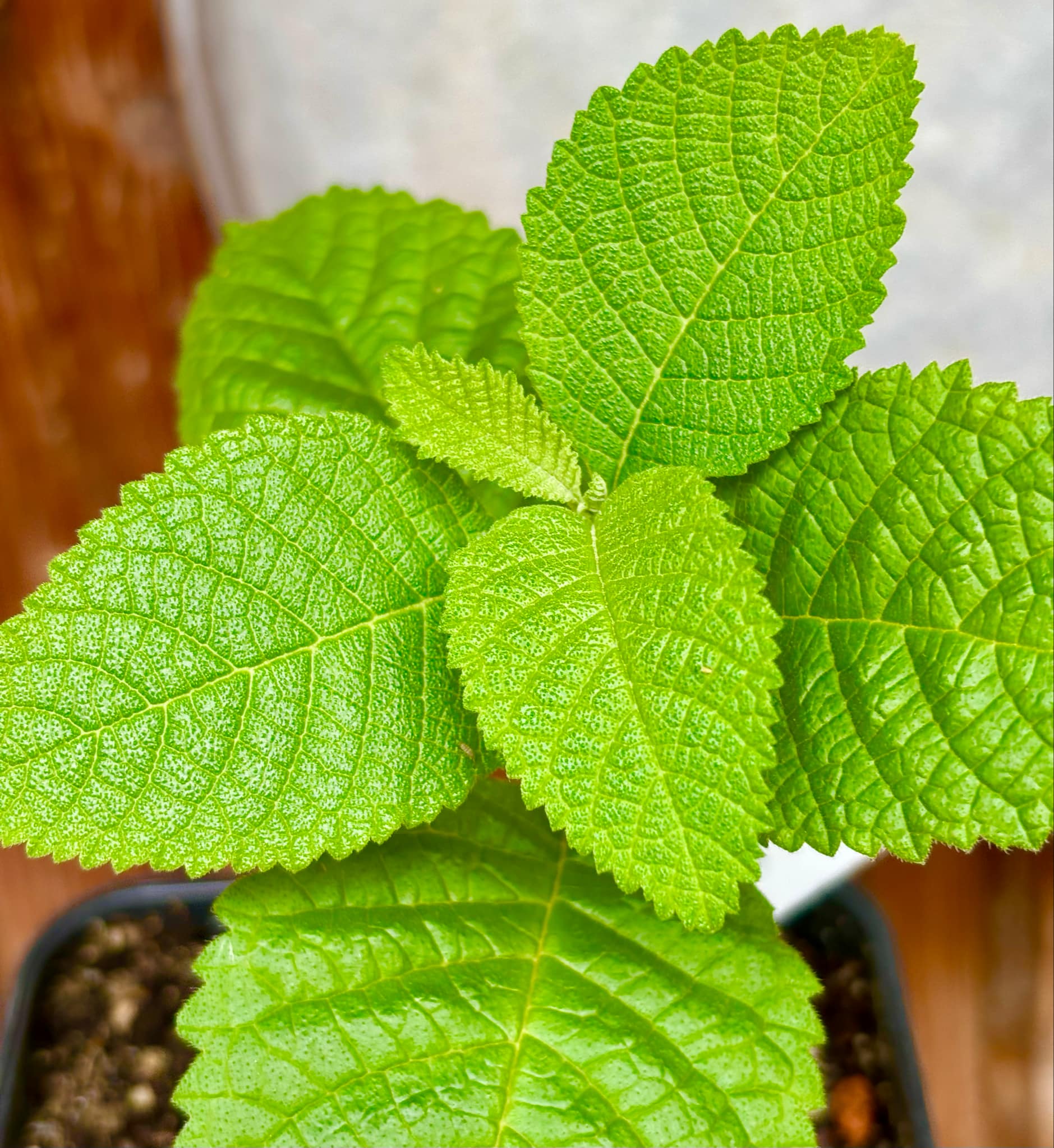 Erva baleeira  (Cordia verbenacia) - 1 potted plant / 1 getopfte Pflanze