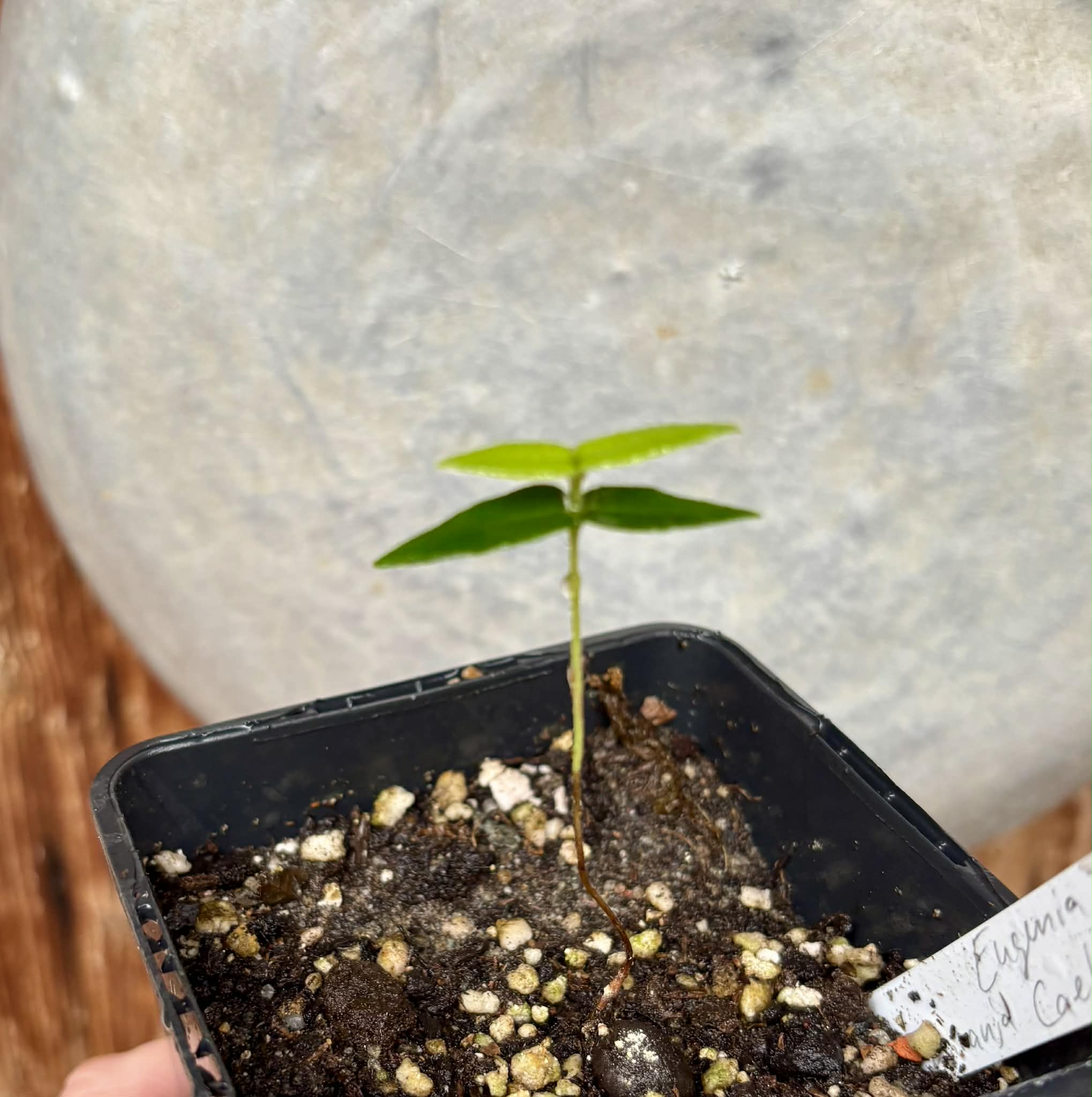 only one available - Eugenia sp Laranja Caetite -  1 potted seedling / 1 getopfter Sämling