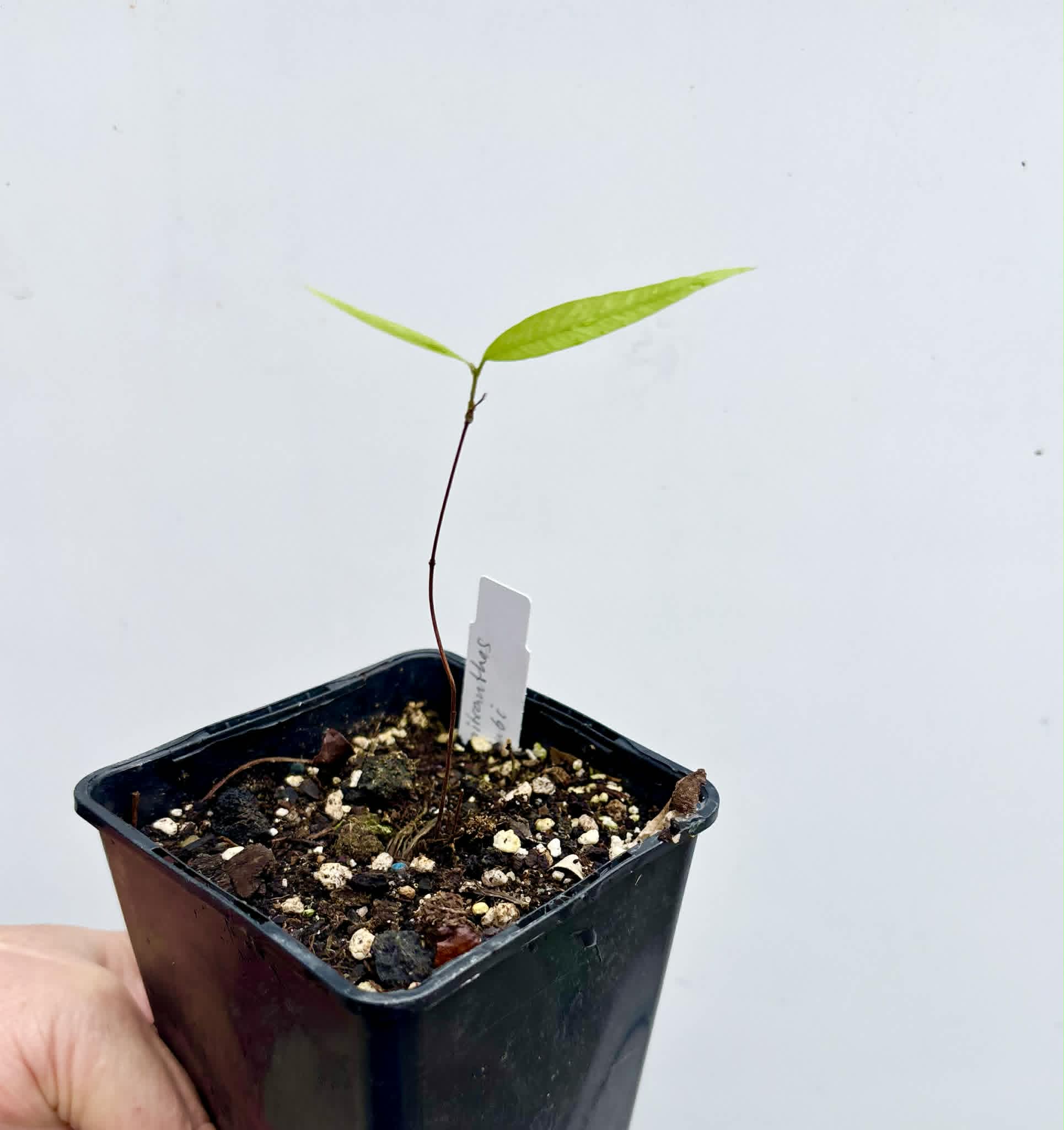 Neomitranthes sp Rubi - 1 potted seedling / 1 getopfter Sämling
