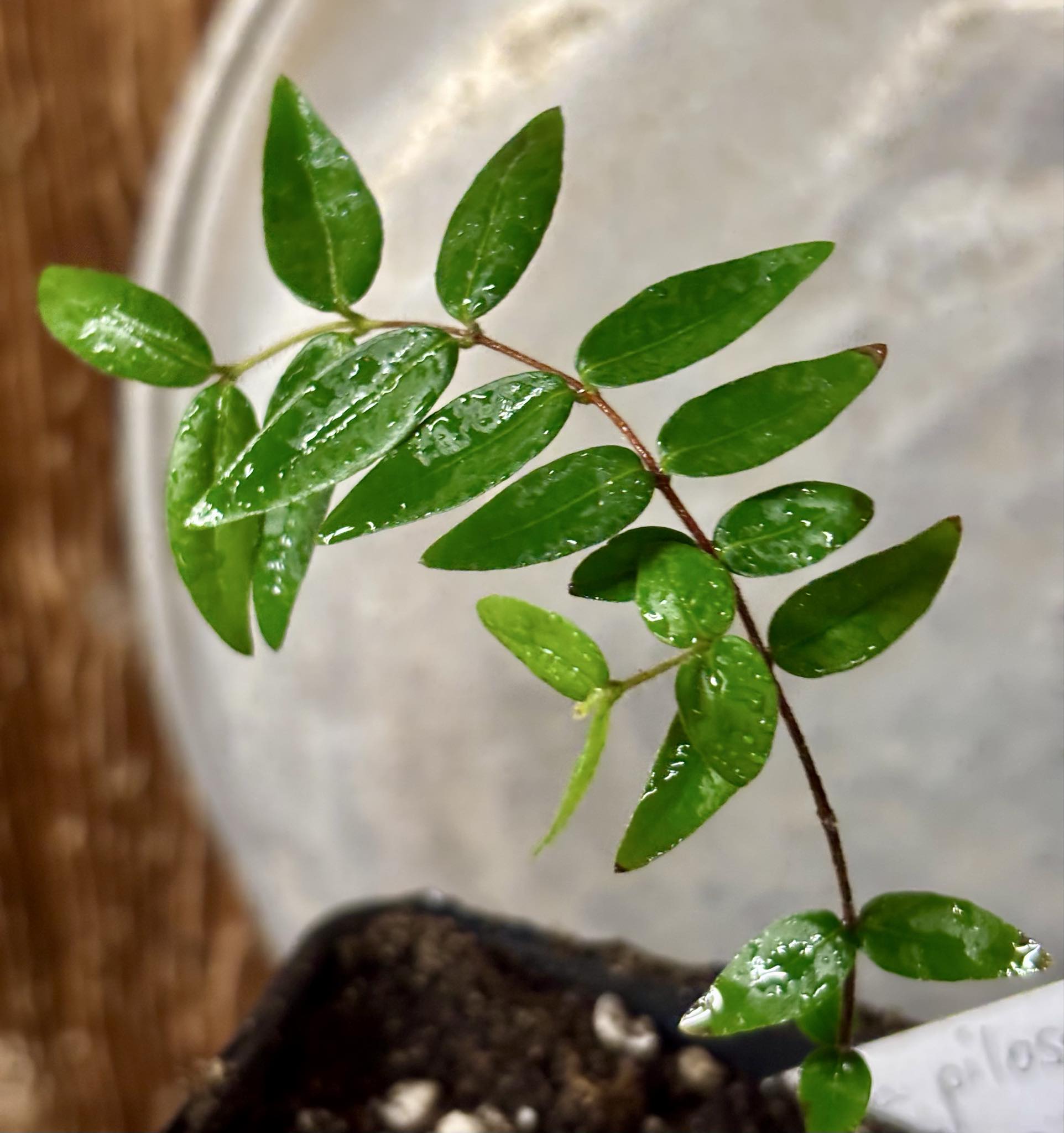 Myrciaria pilosa -  1 small potted seedling  / 1 kleiner getopfter Sämling